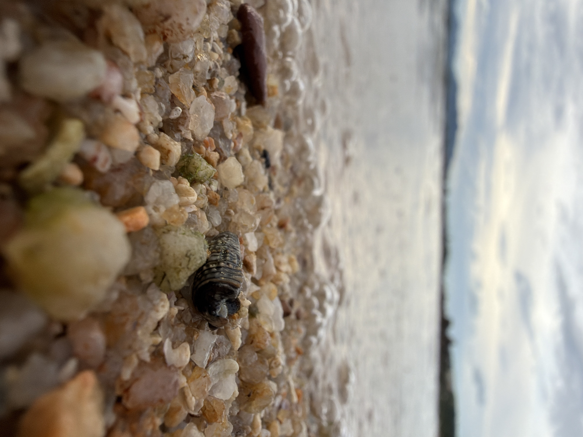 A low-angle, close-up shot of a beach in Koh Samui District, Thailand, focuses on the shoreline. The foreground is filled with pebbles and shells of various sizes and colors, ranging from white and translucent to beige, orange, and green. A small, striped sea creature, possibly a type of isopod or segmented worm, is prominently positioned on the pebbles. To the left of the creature, a dark, oblong piece of debris or shell is visible. The water's edge is marked by a line of small bubbles and gentle waves lapping against the shore. In the background, the sea stretches out under a cloudy sky, with a blurred silhouette of landmasses or islands on the horizon. The overall scene depicts a natural coastal environment.