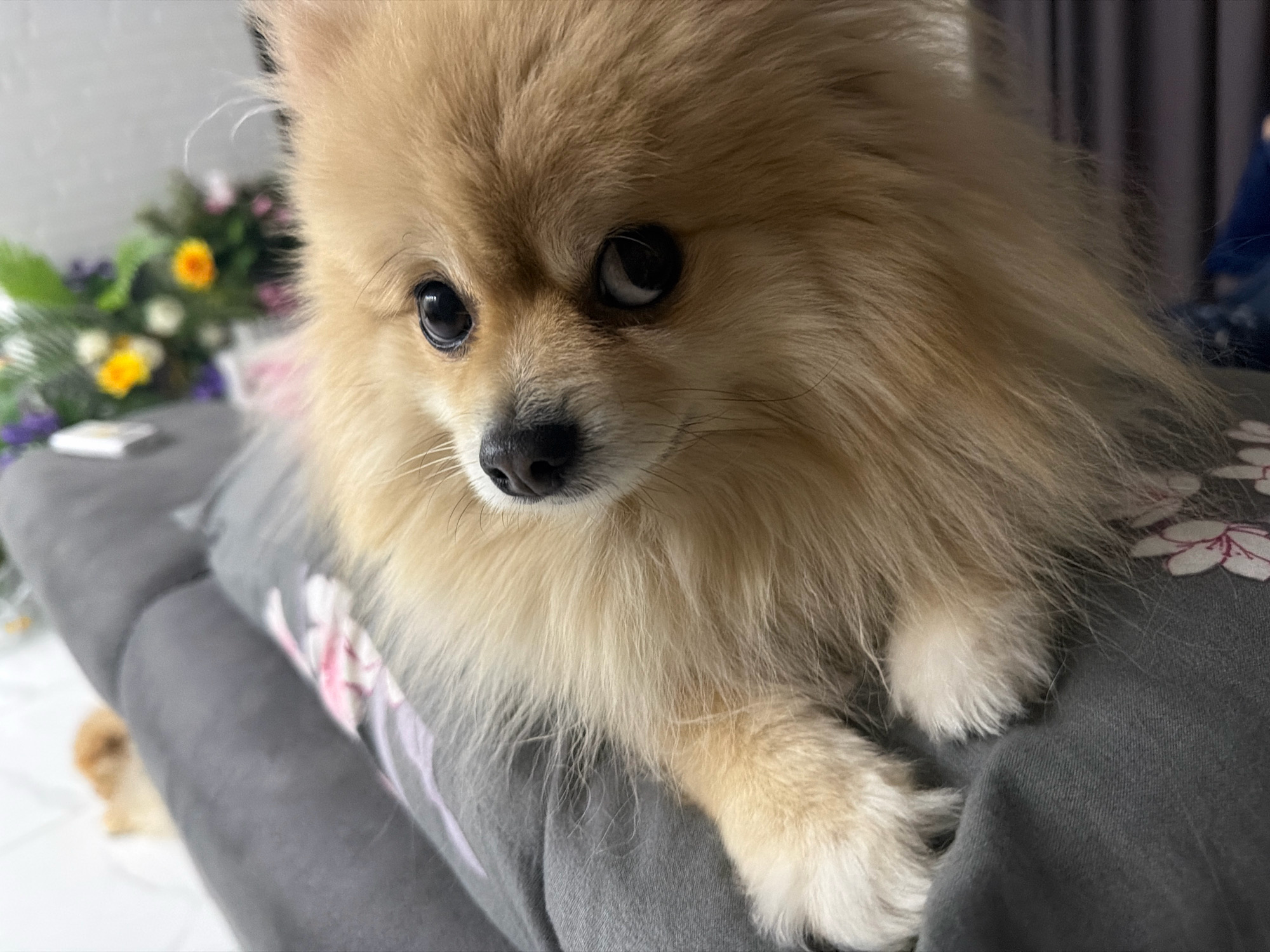 A close-up shot focuses on a light brown Pomeranian dog lying on a grey cushion with a floral pattern. The dog's face is to the left, with its dark eyes looking directly at the camera. Its fur is fluffy and prominent. In the background, a blurred bouquet of flowers with yellow and white blossoms sits on a white surface. The image appears to be taken indoors, possibly in a home setting in Tbilisi, Georgia, given the general domestic aesthetic. No specific landmarks or outdoor elements are visible to confirm the location.