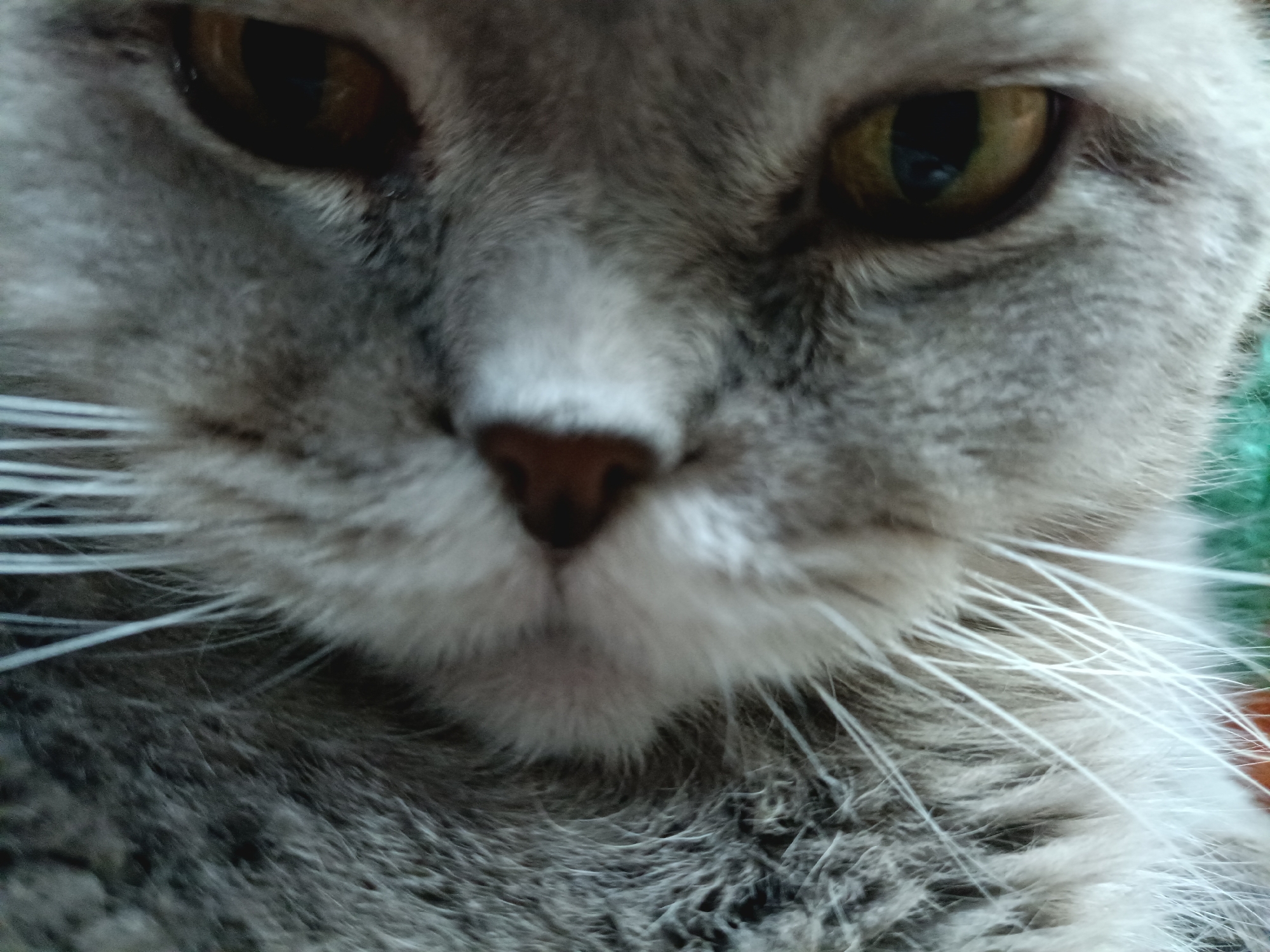 The image is a close-up, low-angle shot of a cat's face. The cat is gray with yellow eyes. Its whiskers are prominent. The background is out of focus and appears to be a green surface. There is no indication of the city of Bataysk, Russia, or any specific environmental details related to a city. The image focuses solely on the feline subject.