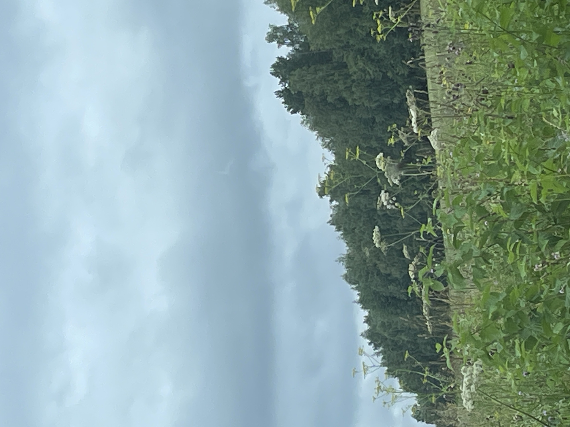 The image depicts a natural landscape under a cloudy sky. In the foreground, a variety of green plants and wildflowers are visible, some with delicate white flowers. Beyond this, a dense forest stretches across the mid-ground, with trees appearing to be a mix of deciduous and coniferous varieties. The sky is overcast with a uniform layer of grey clouds, suggesting subdued lighting conditions. There are no people, structures, or man-made objects visible in the scene. The location is identified as Gavrilovka, Russia, though the image itself provides no specific identifiers for this location.