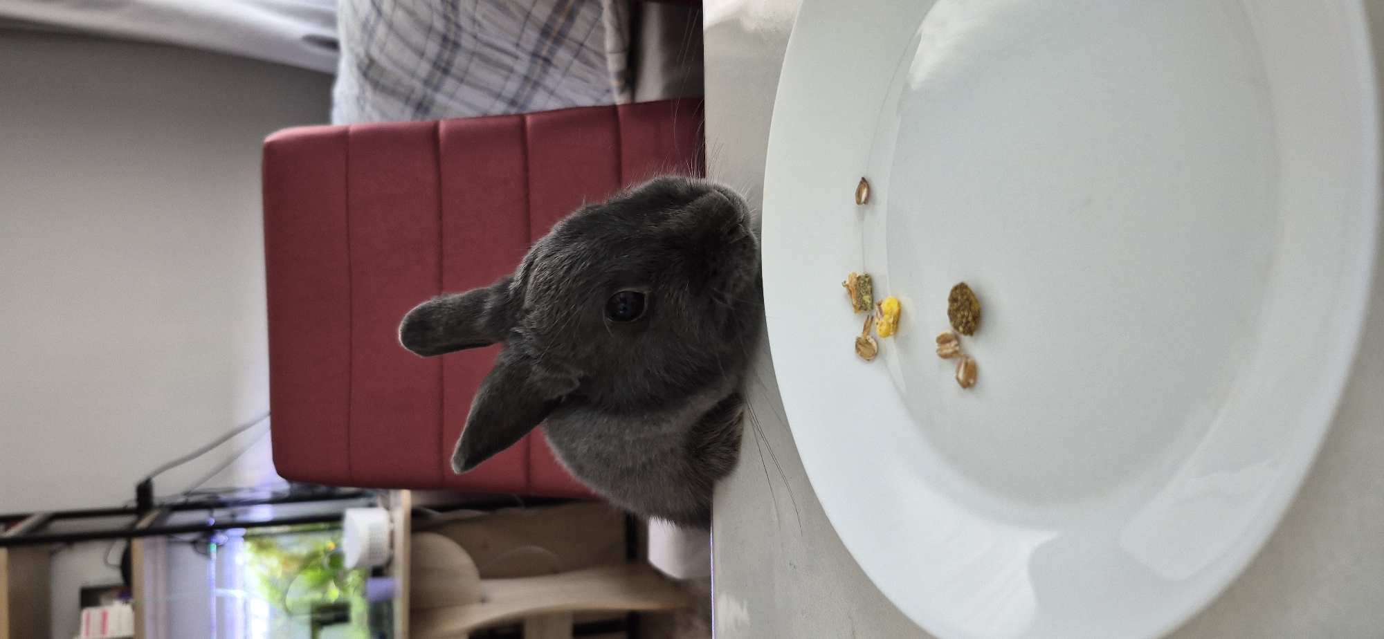 A close-up, low-angle shot shows a small, grey rabbit peeking over the edge of a white plate. The rabbit's head and front paws are visible, and it appears to be looking at the food scattered on the plate. The food consists of several small, dry pellets and pieces. In the background, a red chair is visible, with a blurred room behind it. The image does not contain any information about the city of Ussurijsk, Russia.