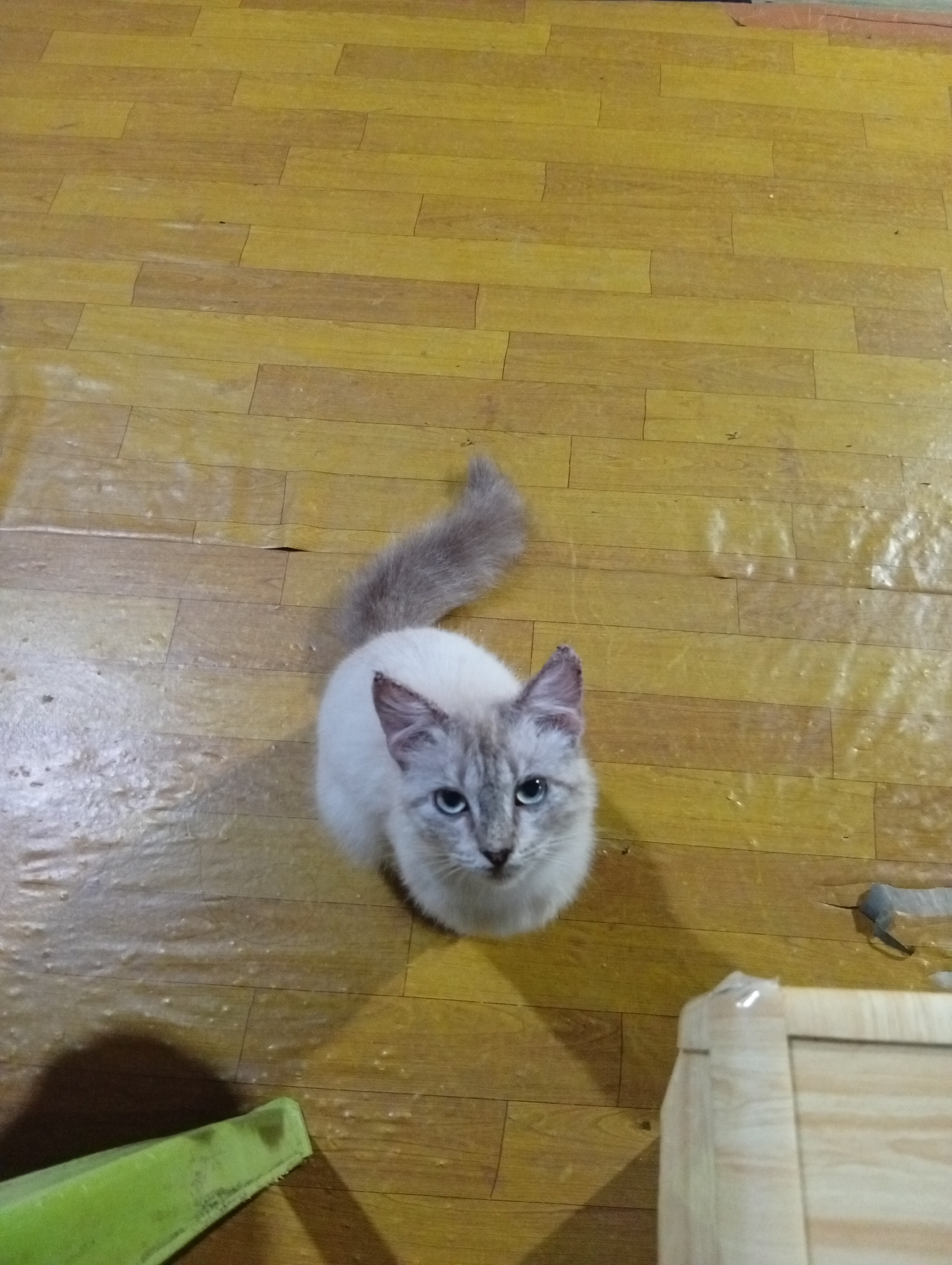 An overhead, high-angle shot captures a young Ragdoll cat with light fur and blue eyes sitting on a light-colored wooden floor. The cat is positioned in the center of the frame, facing the camera with its tail curled behind it. The floor, which appears to be made of planks, has a slightly worn and textured surface. In the lower left of the image, a portion of a bright green object, possibly a mat or cushion, is visible. To the right of the cat, a shadow is cast on the floor, and a small, dark object lies nearby. In the bottom right corner, a section of a light-colored wooden box wrapped in clear plastic is present, with a dark metal object peeking out from under the plastic. The overall environment suggests an indoor setting, possibly a home or a storage area.