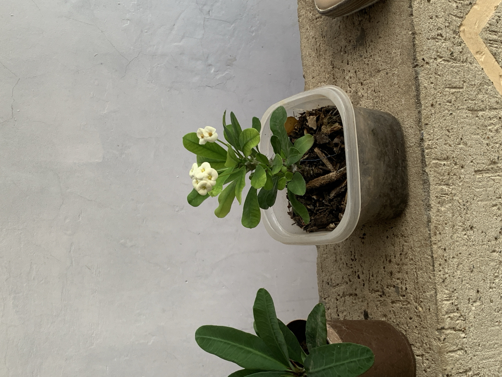 The image shows two potted plants situated on a textured, light-colored surface, likely a concrete ledge. The plant on the right, in a clear plastic container, is smaller with green leaves and delicate white flowers at its top. The plant on the left, in a brown pot, is larger and has dark green, elongated leaves. Behind the plants is a pale gray wall with visible texture and some faint cracks. The lighting suggests it is daytime. There is no indication of people or any specific urban setting; the scene is limited to the plants and their immediate surroundings. The location of Santa Ana, Venezuela is not visually represented in the image.