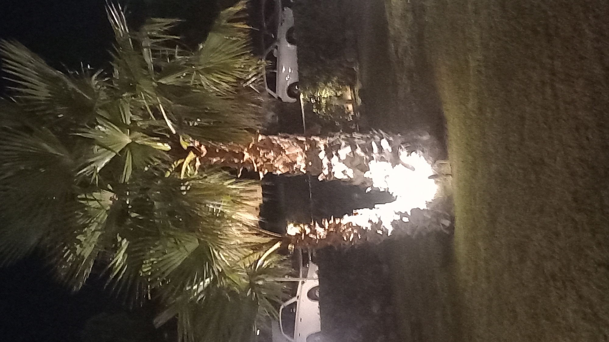 The image depicts two palm trees illuminated from below by bright artificial lights at night, with their fronds reaching upwards into the dark sky. To the left, a white car is parked behind a low hedge. Further to the right, another white car is visible parked on a slight incline behind a similar hedge. The ground in the foreground is a grassy lawn. The scene appears to be an outdoor area, possibly a garden or a public space in the city of Kos, Greece, given the typical landscaping and lighting choices found in such locations.