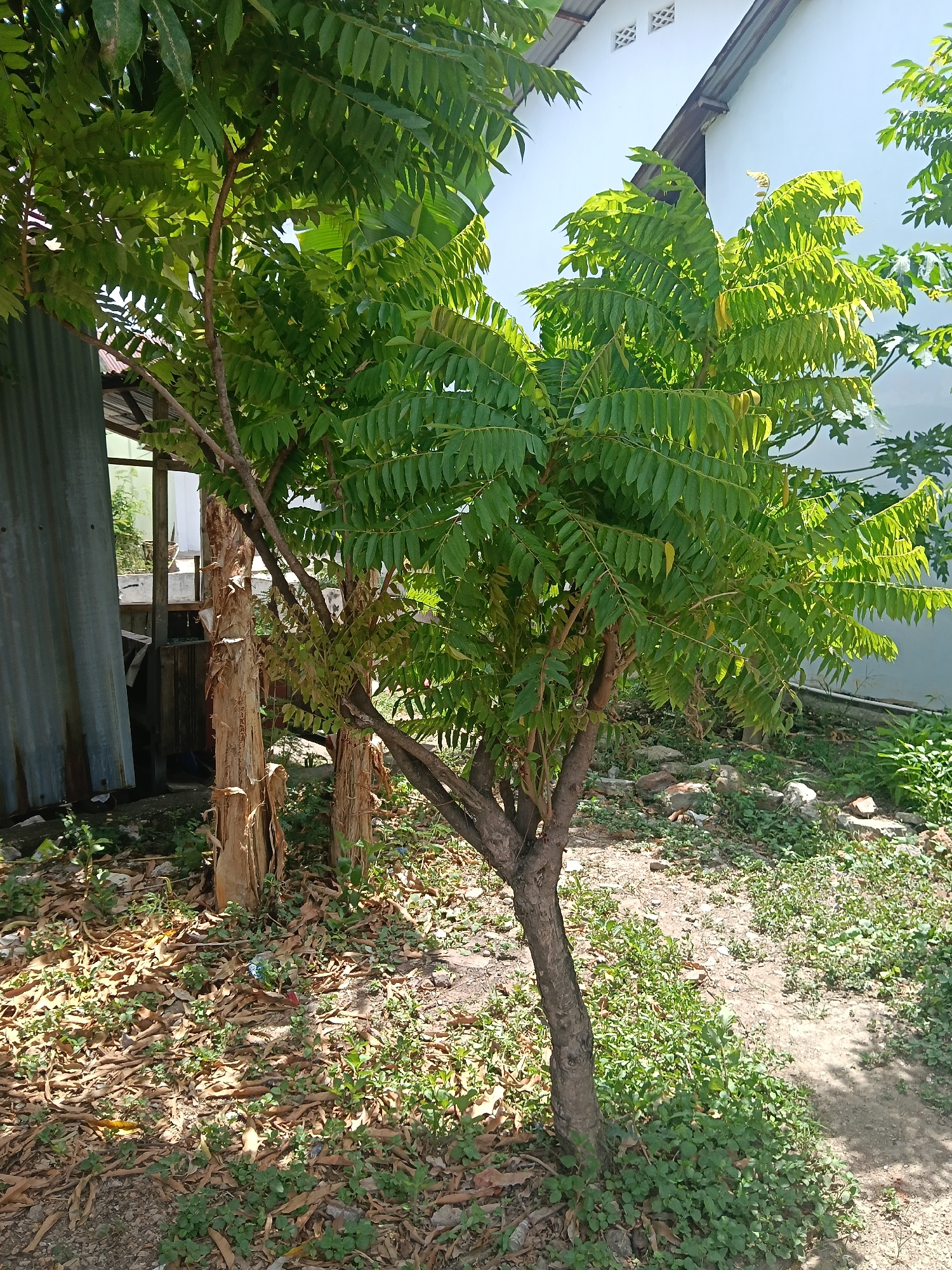 An outdoor scene shows a small tree with compound leaves, its trunk bare in places, standing on uneven ground covered with fallen leaves, dirt, and some green plants. To the left, a corrugated metal fence runs vertically, partially obscured by the tree. Behind the tree, two tall, rough-barked tree trunks stand side-by-side. In the background, a white building with a sloping roof and two ventilation openings is visible. The image appears to be taken in Banda Aceh, Indonesia, given the tropical foliage and architectural style.