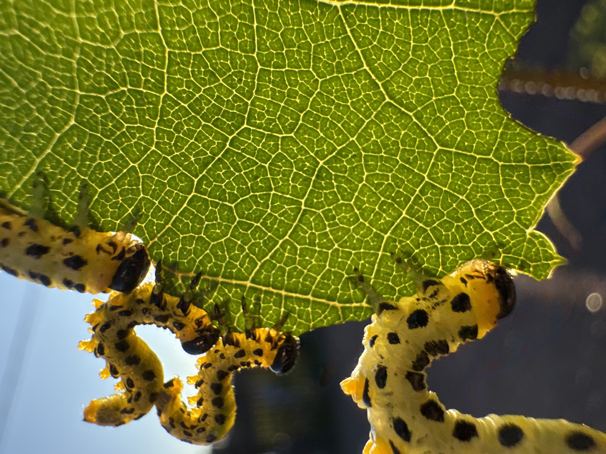 This is a close-up, sunlit photograph of several bright yellow caterpillars with black spots, feeding on a vibrant green leaf. The leaf's intricate vein structure is clearly visible, illuminated from behind. One caterpillar is curled and actively eating a section of the leaf's edge. Another is partially visible in the lower left corner of the frame. The background is blurred, showing a bright sky with hints of sunlight and darker, indistinct shapes that might be foliage or structures. The image appears to have been taken outdoors, possibly in a garden or natural setting in Kempelevo, Russia.