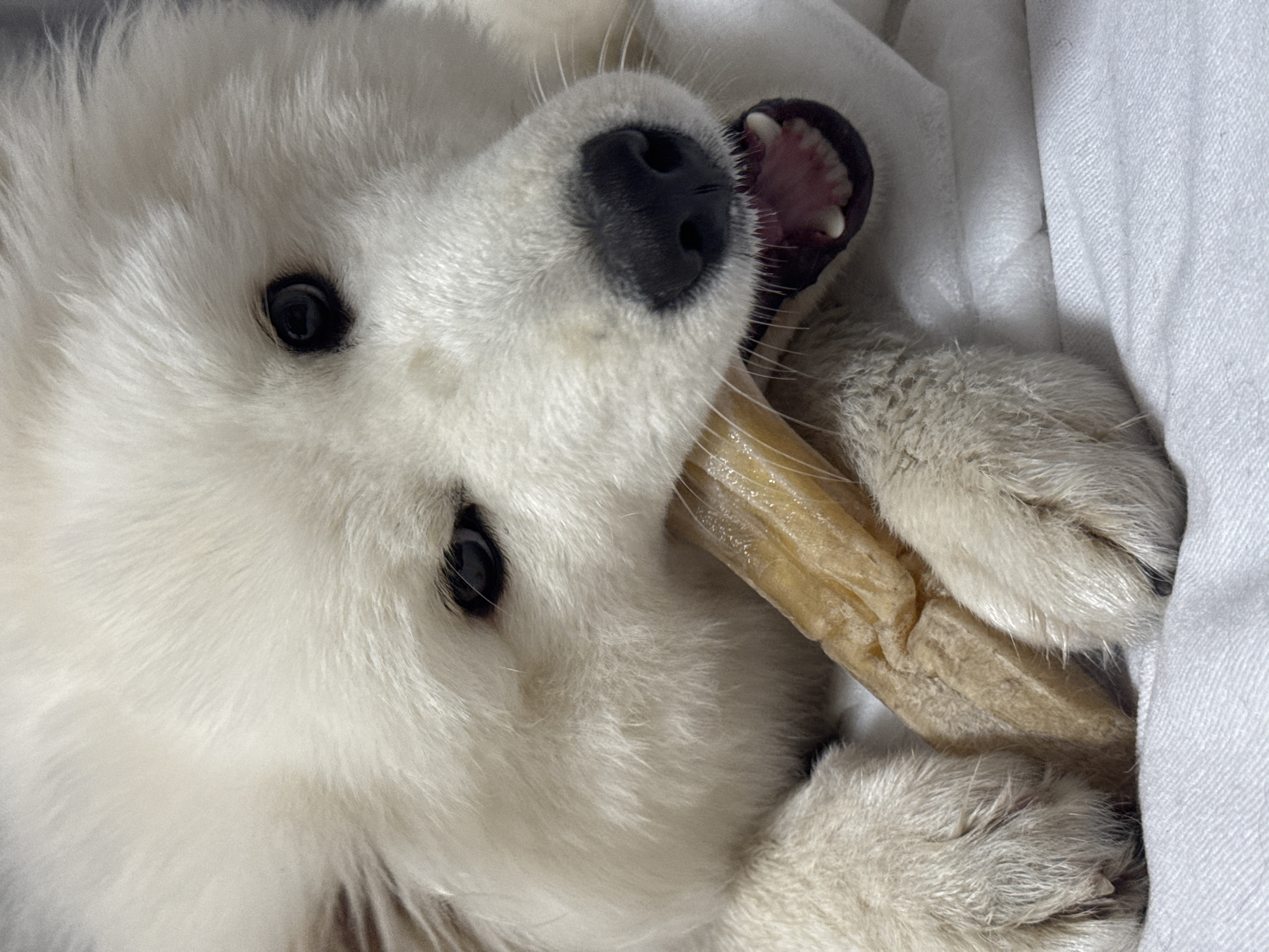 A close-up, slightly angled shot depicts a white Samoyed dog lying down, possibly indoors on white fabric. The dog is chewing on a light brown chew toy held between its front paws. The dog's head is tilted, displaying its black nose, black eyes, and pink gums with teeth. The background is out of focus, featuring white material that appears to be fabric, possibly bedding. There's no indication of the location being the city of Chaikovsky, Russia, in the image. The primary subject is the dog and its activity of chewing.