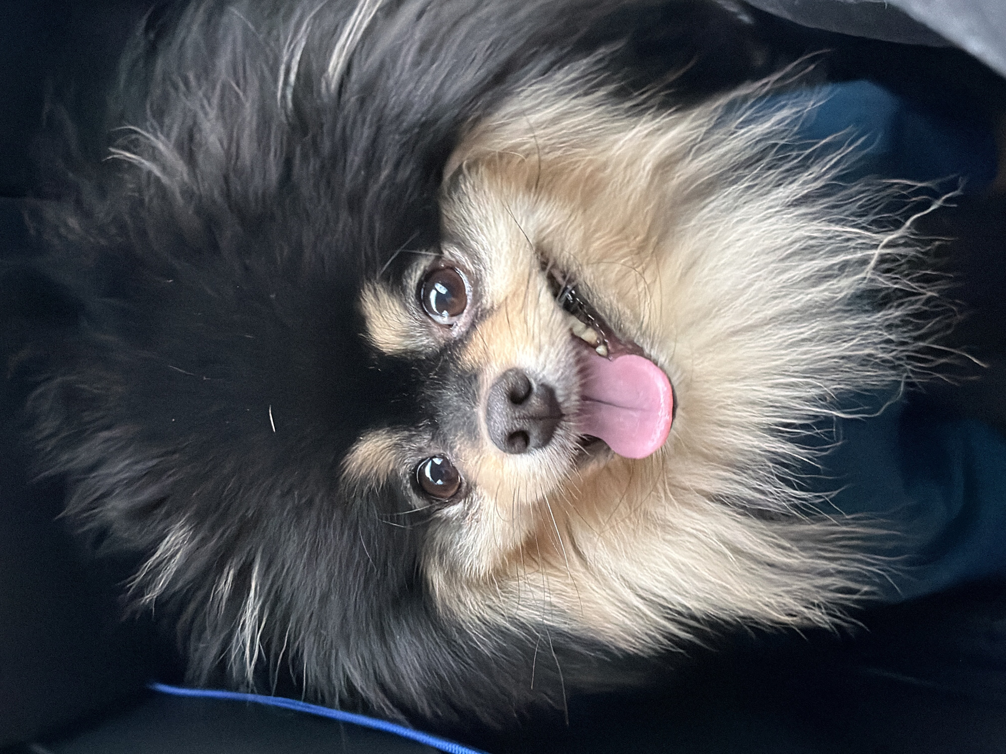 A black and tan Pomeranian dog is looking up at the camera with its tongue out. The dog's fur is long and fluffy. The background is dark, but there is a hint of blue behind the dog. The location is not discernible from the image. The city of Chaikovsky, Russia cannot be identified as the location.
