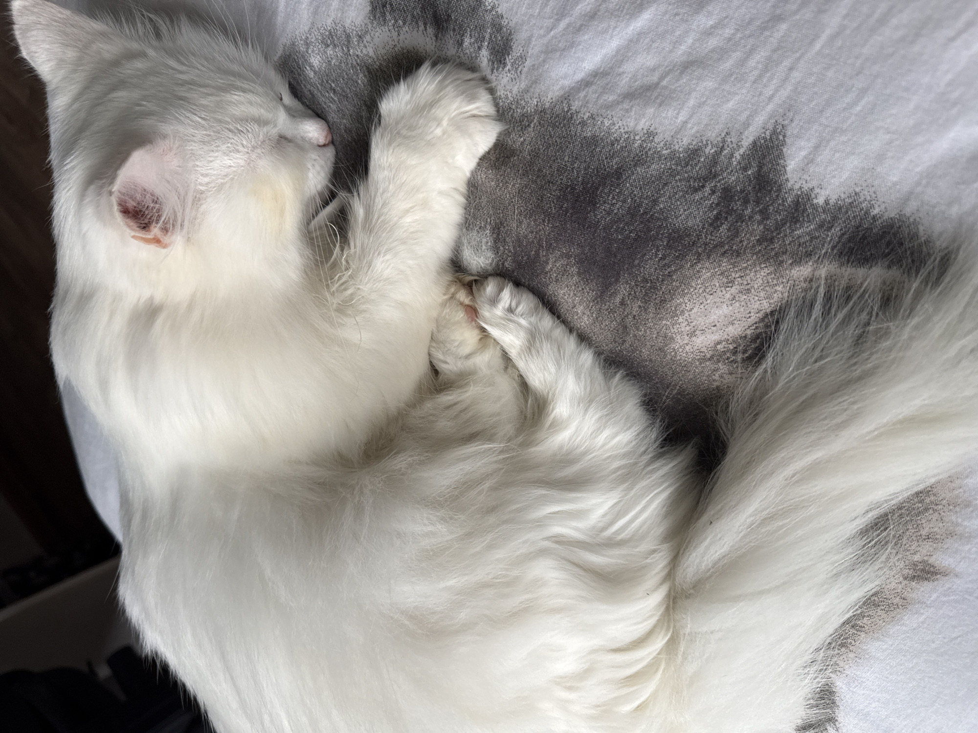 A fluffy white cat is sleeping curled up on a bed. The cat is lying on its side with its head tucked into its body, and its eyes are closed. Its fur is long and soft, and its tail is curled around its body. The bed appears to be covered with a duvet or comforter that has a grey and white abstract pattern. The lighting suggests it is indoors, and the overall impression is one of peaceful slumber. The provided context does not indicate any specific location in Chaikovsky, Russia.