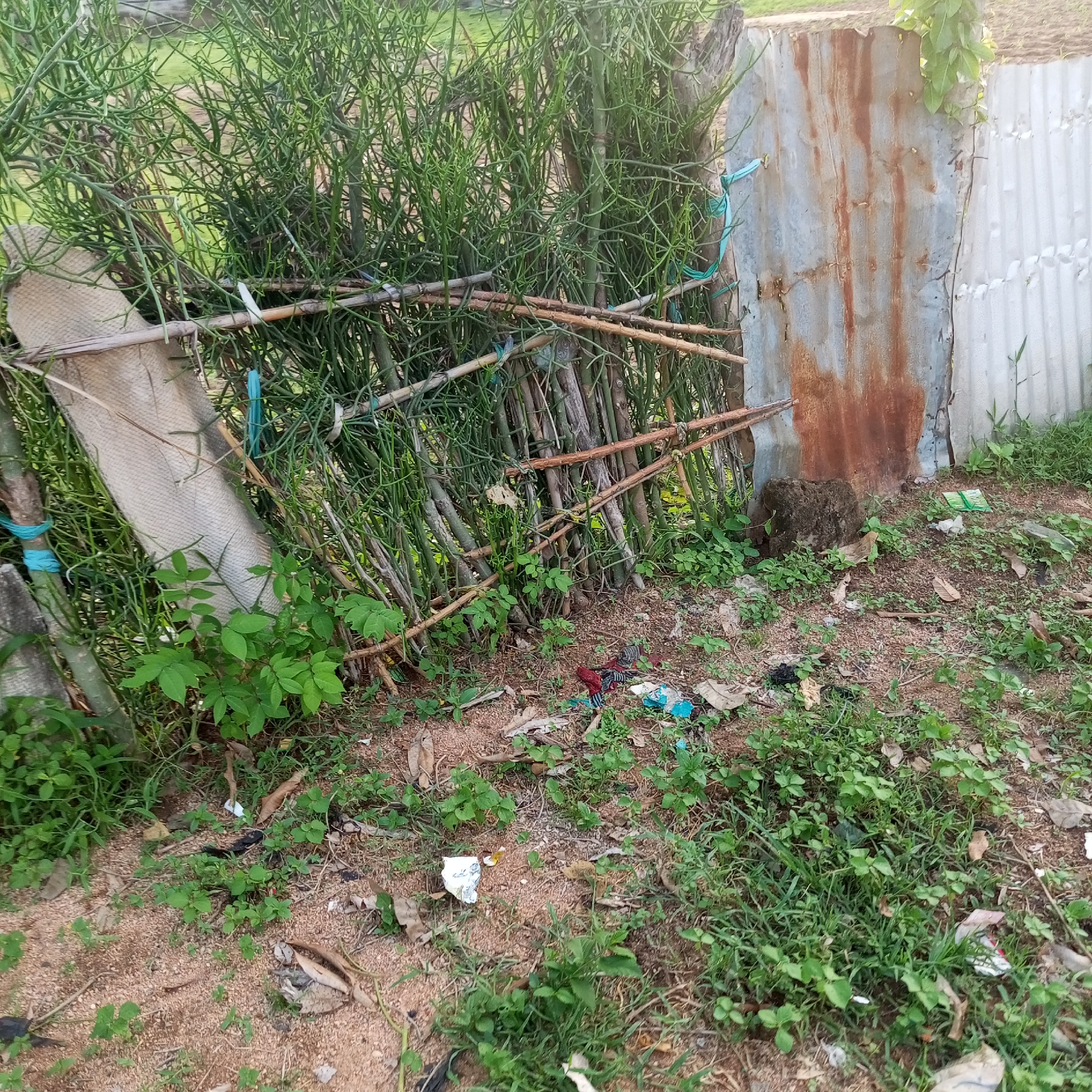 This media file shows a close-up, outdoor scene featuring a section of a makeshift fence constructed from branches and covered with a dense growth of green, succulent-like plants. The fence is secured with blue twine and bamboo sticks. To the right of the plant-covered fence, there is a rusted corrugated metal sheet, with a lighter corrugated metal sheet further to the right.
The ground in front of the fence is a mix of sandy soil and green vegetation. There are scattered pieces of debris, including plastic wrappers, a torn piece of fabric, and dried leaves, indicating a somewhat unkempt area. A large, dark rock is situated near the base of the rusted metal sheet.
The lighting suggests it is daytime, with no specific indication of time or weather beyond it being outdoors. The location cues, such as the materials used for the fence and the general appearance of the environment, are consistent with a rural or semi-rural setting in Jalingo, Nigeria. There is no visible text in the image.