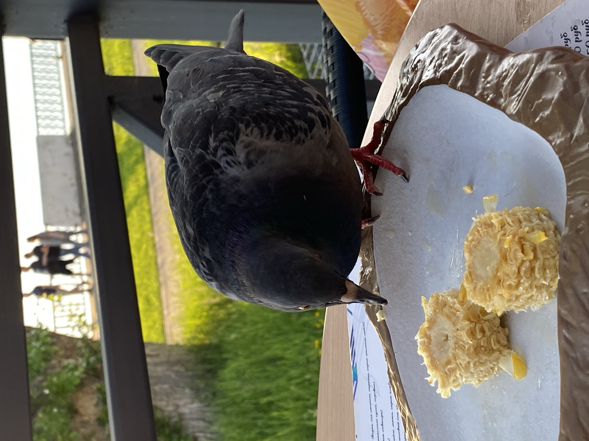 The main subject of the image is a dark grey pigeon actively eating. It is positioned on a light-colored, possibly paper or plastic, surface, pecking at two remnants of corn on the cob that have been largely eaten, leaving only a few scattered kernels. The pigeon's head is bent down towards the corn, and its reddish, scaled feet are visible.
The feeding takes place on what appears to be a wooden table or counter. Beside the corn and the pigeon, there is a piece of crumpled brown paper or foil. A white sheet of paper with visible Cyrillic text is partially obscured by the pigeon and the corn. Recognizable words include "руб." (rubles), "было", "О", "скрыта", "сохранение", "собой", and "столовой," suggesting it could be a menu, receipt, or informational notice.
In the background, a dark metal railing structure is prominent, behind which lies a bright green, grassy area or field under clear daylight, indicating a sunny day. Further in the distance, blurred human figures can be seen walking or standing, suggesting an outdoor public setting like a park, promenade, or outdoor cafe area in Votkinsk, Russia. The time of day appears to be daytime, likely late morning or afternoon, given the bright illumination.