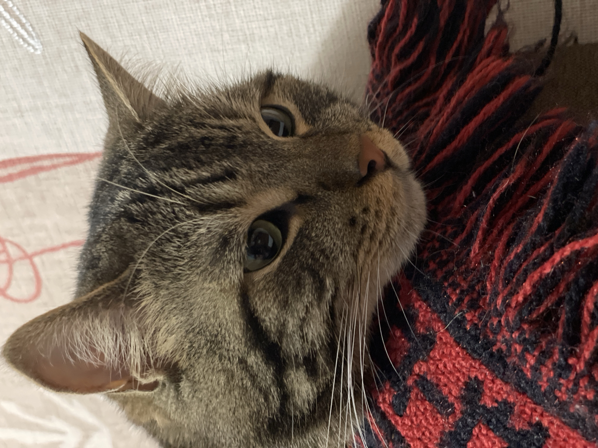 The image shows a close-up of a tabby cat's face resting on a red and black striped blanket. The cat has green eyes and is looking off to the side. The background is blurred and appears to be a light-colored fabric with faint pink lines. There is no indication of the location in Cherkasy, Ukraine.