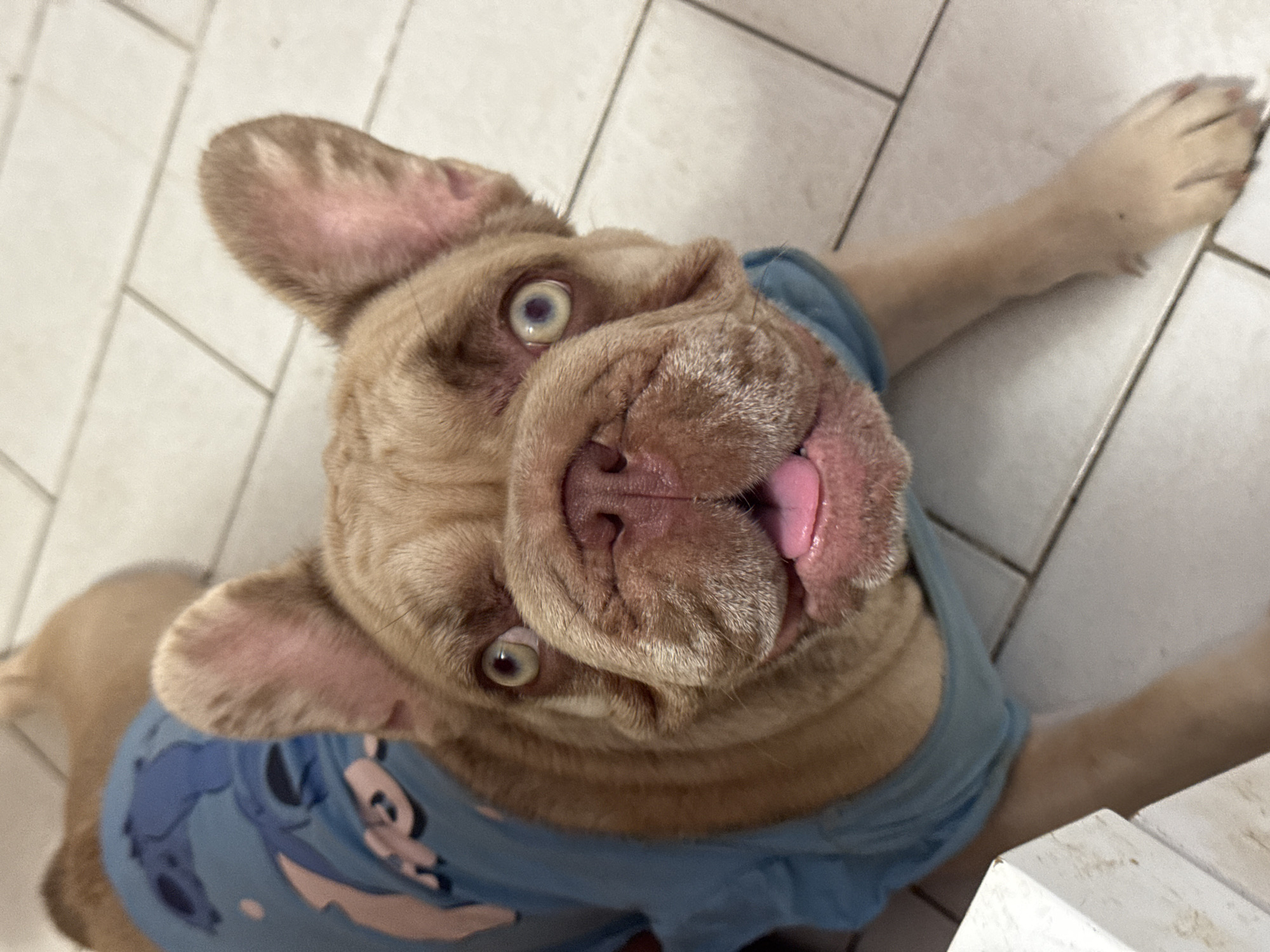 A light brown French bulldog, wearing a light blue t-shirt with a cartoon character printed on it, is lying on a tiled floor. The dog's head is tilted upwards, and its mouth is slightly open with its pink tongue visible. The dog has large, prominent ears and expressive eyes. The floor tiles are light-colored and arranged in a grid pattern. The scene appears to be indoors, possibly in a residential setting. No specific location in San Benedetto del Tronto, Italy is discernible from the image.
