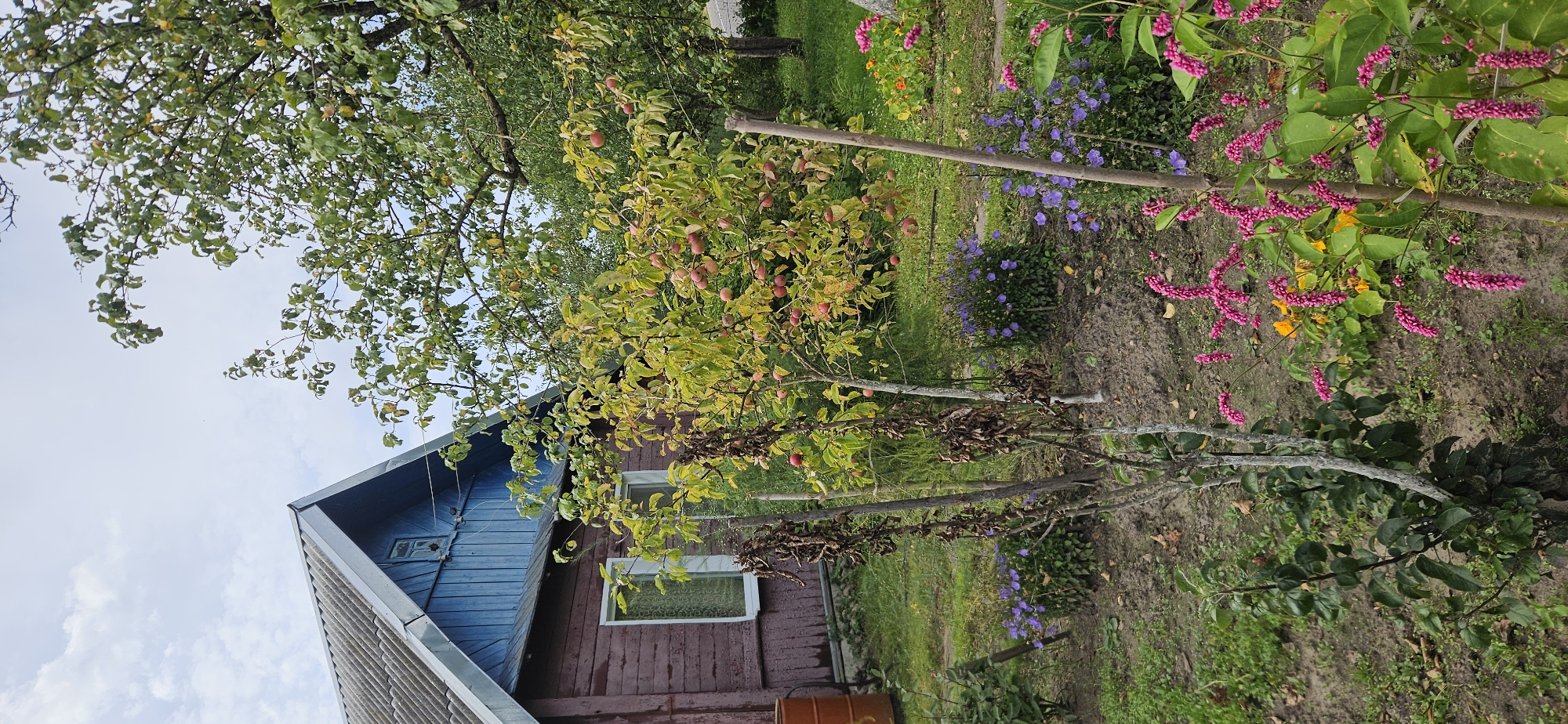 A rural scene depicts a rustic wooden house with a blue gable end and a gray corrugated roof. Adjacent to the house, a small apple tree is laden with red apples. In the foreground, a variety of flowering plants, including purple bell-shaped flowers and pink spike flowers, bloom. The ground is covered in dry leaves and dirt, with patches of green grass. The sky is overcast with scattered clouds. The overall impression is of a well-established, albeit unmanicured, rural garden. The specific location in Мазалаўскі сельскі Савет, Belarus, suggests a setting in the Belarusian countryside, likely a dacha or a small farmstead.