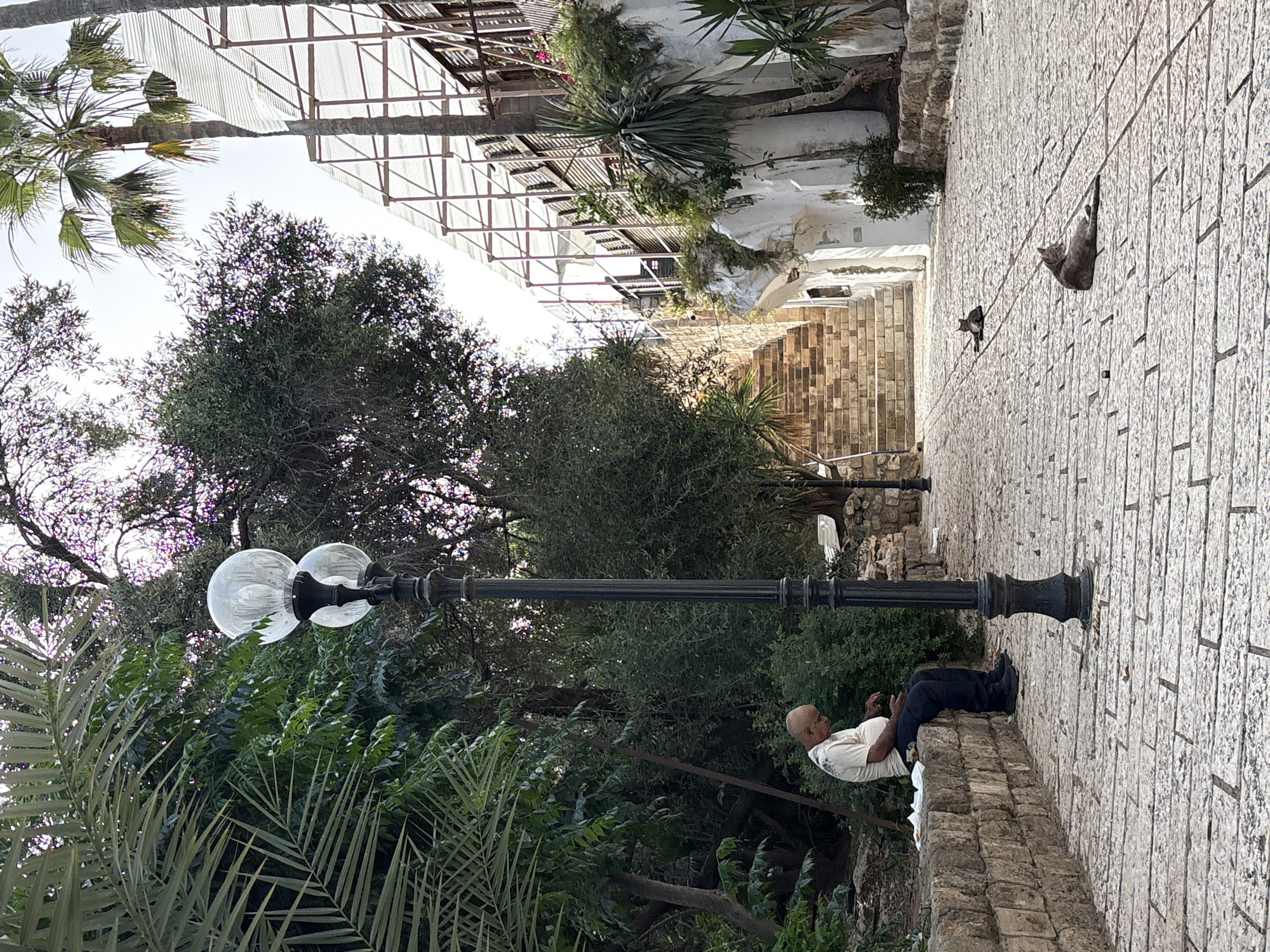 A man sits on a low stone wall in a park. He is wearing a light-colored short-sleeved shirt and dark pants. He is looking at his phone. A lamppost with two globe lights stands next to him. The park has dense vegetation, including palm trees and leafy trees. In the background, there's a building with a white exterior and a metal structure on top. Beyond that is a brick path. Two cats are visible on the wall. The scene is set in the city of Tel-Aviv, Israel. The image is rotated 90 degrees.