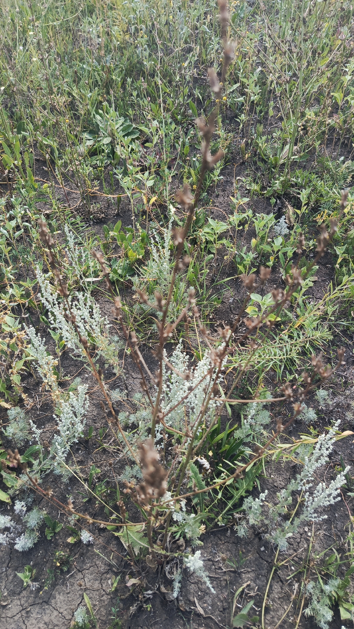 The image shows a close-up view of dry, brown plant stems with a few green leaves and pale green, feathery plants growing around them. The ground is dark soil with visible cracks. The scene appears to be an outdoor, natural setting, possibly a field or uncultivated area. There are no people or man-made objects visible. The image is taken from a slightly elevated angle looking down. There is no information in the image to suggest it is located in the city of Ivanovksy, Russia.