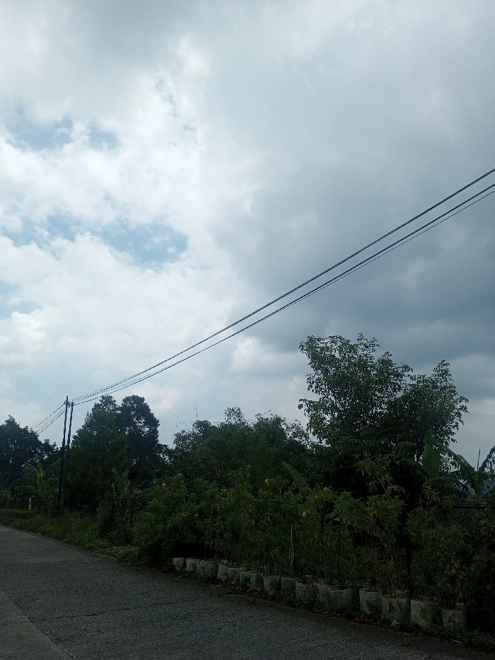 The scene depicts a rural or semi-urban roadside environment in Kalchini, India, under an overcast sky with patches of lighter blue visible. Two dark utility wires span diagonally across the upper portion of the frame from left to right. On the far left, a dark utility pole supports additional wires. The left side of the lower frame shows a dark gray paved road, sloping slightly upwards towards the right. Along the right edge of the road, a row of approximately twenty light gray concrete planters or pots holds green leafy plants, some displaying yellow blossoms or fruit. Behind these potted plants, a dense band of varied green foliage and trees extends into the background, obscuring any structures. No individuals, animals, or vehicles are present.