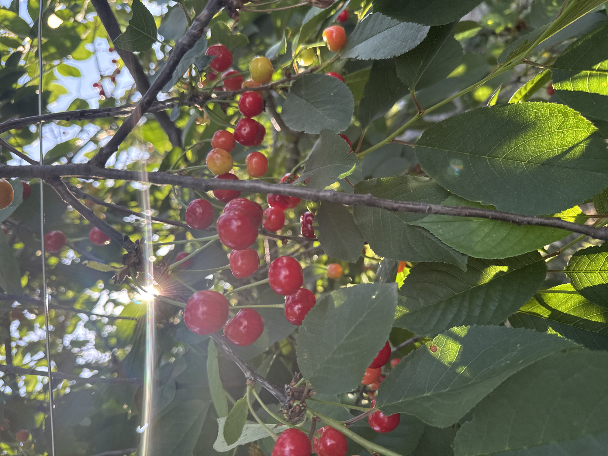 A close-up, low-angle outdoor shot features a cluster of ripe cherries on branches against a bright, sunlit background of leaves and sky. The cherries are predominantly red, with some appearing lighter red or yellow-orange, indicating varying stages of ripeness. They hang in bunches, attached by thin stems to the woody branches. Sunlight streams through the foliage, creating lens flares and dappled light patterns on the leaves and cherries. The leaves are a vibrant green, some catching the light and appearing translucent, highlighting their veined texture. The overall impression is one of a lush, fruitful cherry tree bathed in warm sunlight, likely in a garden or orchard setting.