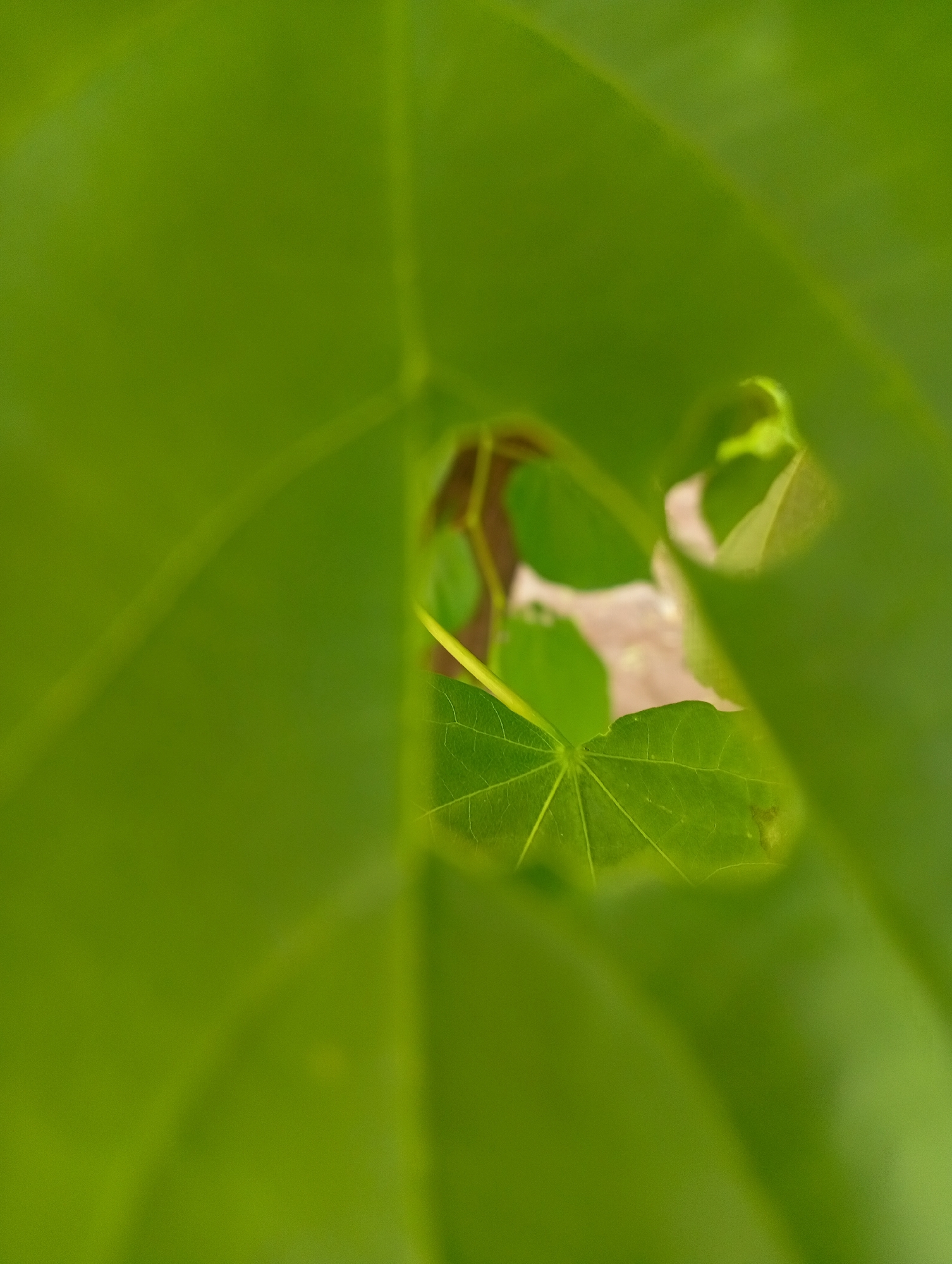 The image presents a close-up, macro view of plant foliage, dominated by various shades of green. The main subject is a cluster of smaller, more defined green leaves visible through an irregular, natural opening in a much larger, heavily blurred foreground leaf. This foreground leaf, and similar blurred foliage in the background, create a soft, green, abstract frame, enhancing the sense of depth and focusing attention on the central elements.
The leaves in the central, sharper area display intricate venation, highlighting the network of veins across their surfaces. One of these leaves appears somewhat heart-shaped or lobed, characteristic of certain plant species. A thin, yellowish-green stem or petiole extends into this central area. Behind these sharper leaves, further blurry shapes in lighter green and hints of brown or pale beige are discernible, suggesting more distant foliage or other organic matter.
The lighting appears bright and natural, likely daylight, as the greens are vibrant and fresh. The shallow depth of field effectively blurs areas outside the narrow focal plane, creating a dreamy, abstract quality in the out-of-focus parts while emphasizing the texture and detail of the in-focus leaves. No specific activity or event is taking place, depicting a static natural scene. There is no visible text. While the location is specified as Poltava, Ukraine, the image itself does not contain any distinguishing architectural or geographical features specific to that region, only generic plant life.