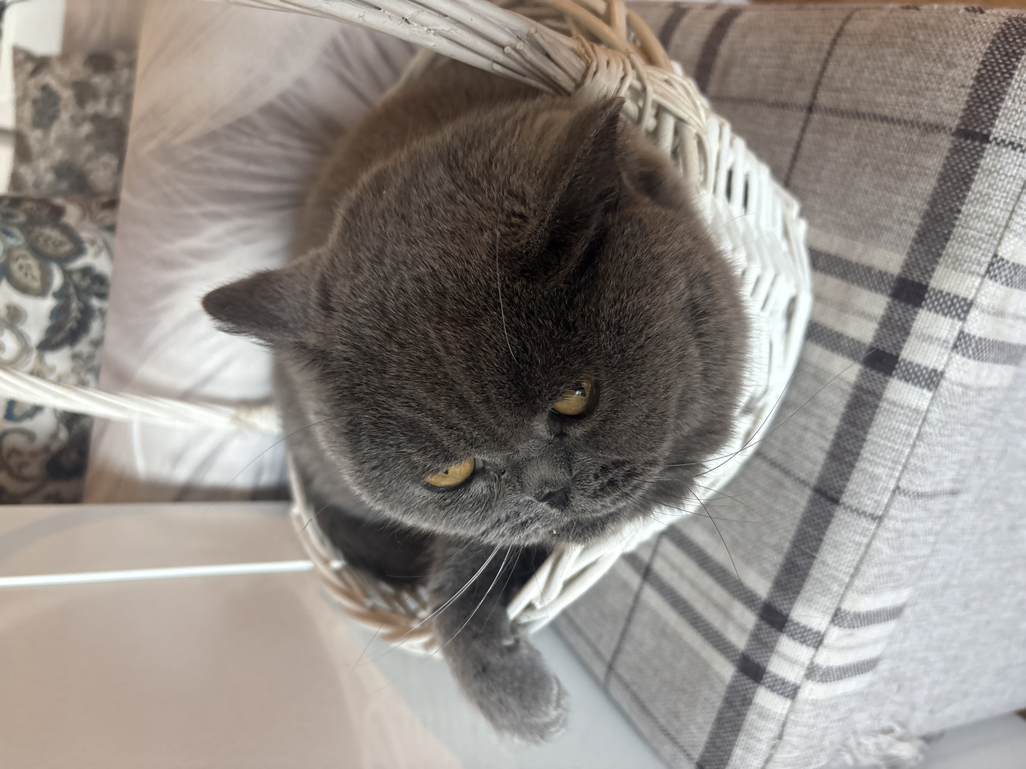 A gray cat with yellow eyes sits in a white wicker basket. The basket is placed on a plaid patterned cushion. The location is Burgas, Bulgaria.