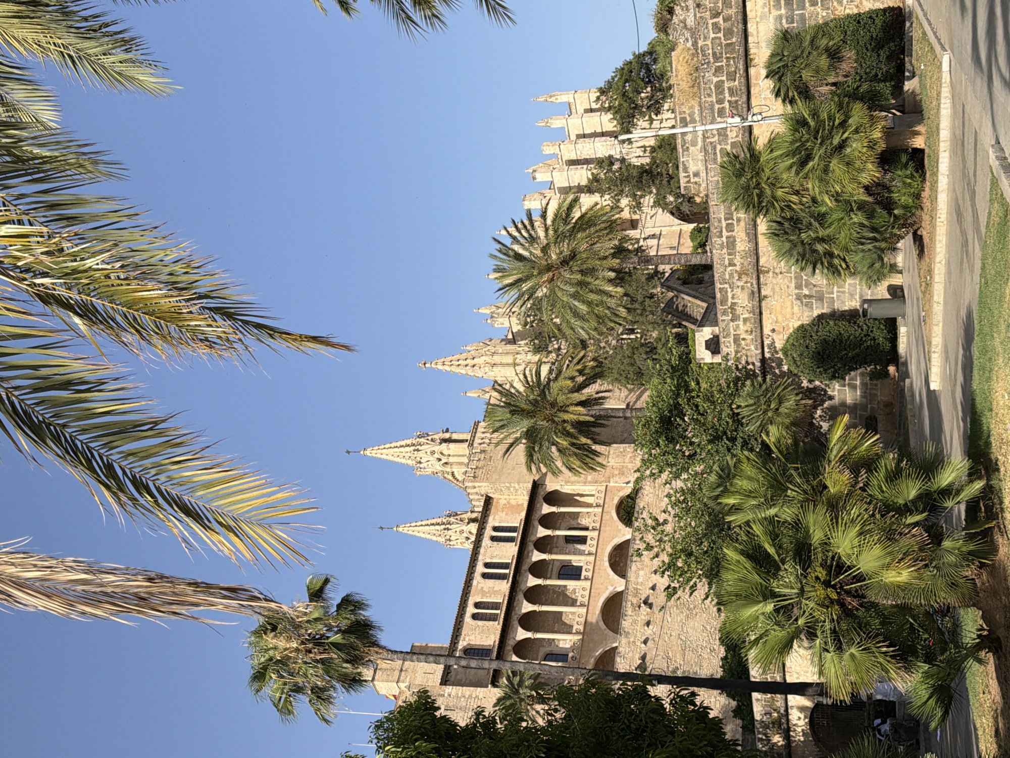 The image captures a view of the Palma Cathedral in Palma de Mallorca, Spain, framed by palm trees. The cathedral, a Gothic Roman Catholic structure, is visible in the background with its distinctive spires. In the foreground, several palm trees with lush green fronds are present, some of which are casting shadows on a grassy area and a paved walkway. The sky is clear and blue, indicating a sunny day. The architecture of the cathedral features stone construction, arcades, and arched windows. A stone wall, also constructed of light-colored stones, separates the foreground from the elevated area where the cathedral is situated. There are no people or active interactions depicted in the scene. The environment suggests a well-maintained public space with greenery and historical architecture.