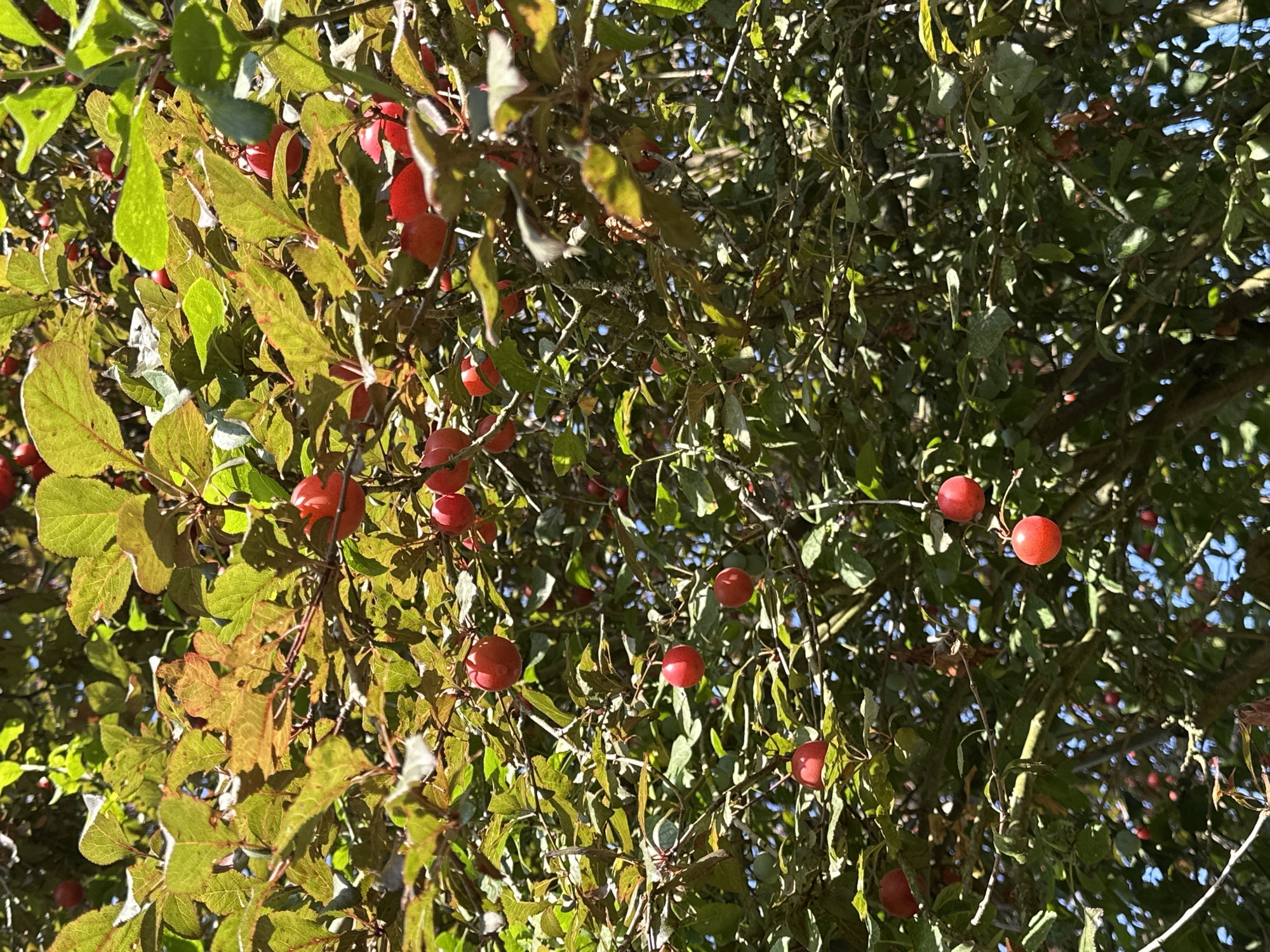 This image shows a close-up view of a plum tree laden with ripe, red plums. The branches are dense with green and reddish-brown leaves, some of which are backlit by the sun, creating a vibrant, almost stained-glass effect. Sunlight filters through the foliage, casting dappled shadows and highlighting the fruits. The plums vary in ripeness, with some appearing a deep red and others a brighter crimson. A few green plums are also visible among the red ones. The background consists of a bright blue sky. There are no people or animals in the image. The scene suggests a natural outdoor setting, likely a garden or orchard. Without further information or context, it is impossible to determine if this image was taken within the city of Krefeld, Germany.