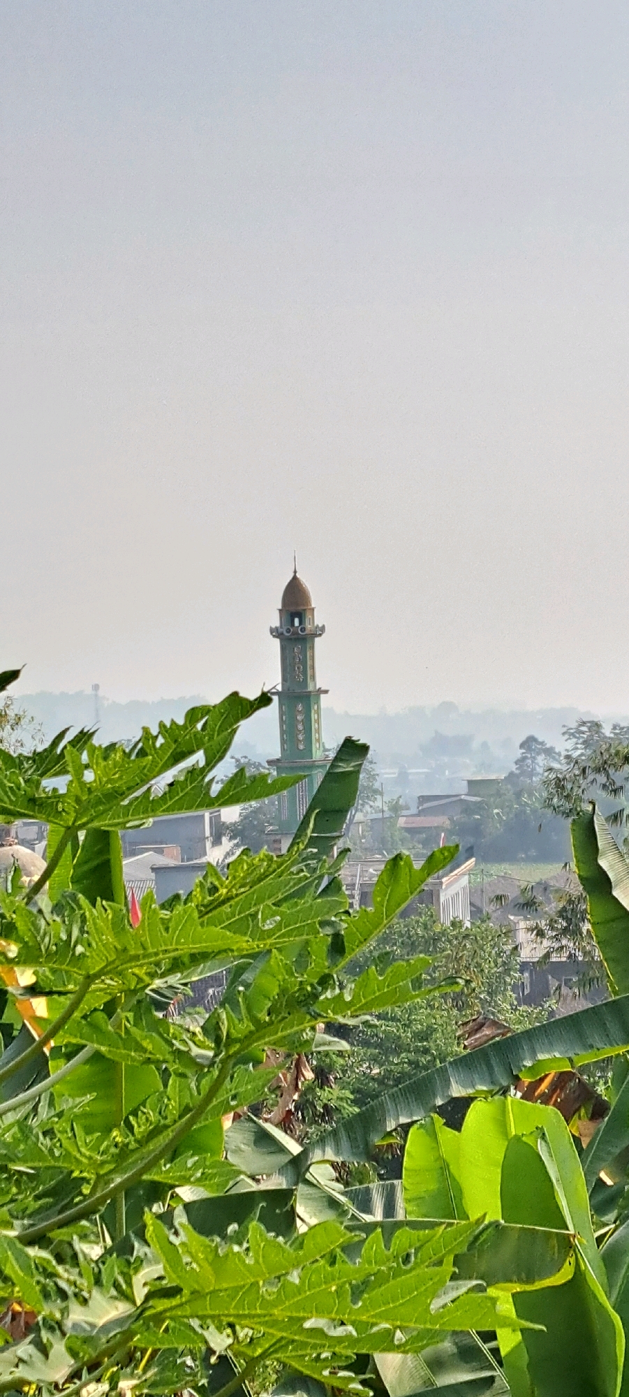 This is a vertical, eye-level, medium shot of a green minaret with a golden dome, standing in the city of Sekarjoho, Indonesia. The minaret is the primary subject and is centrally located in the background, partially obscured by lush green foliage in the foreground. The foliage, consisting of large, serrated papaya leaves and broad banana leaves, dominates the lower half of the frame, creating a natural border. In the middle ground, a scattering of residential buildings and trees can be seen, suggesting a semi-urban or rural setting within the city. The sky is overcast with a pale, hazy light, typical of a diffused daylight, and the overall atmosphere is tranquil. There are no people visible in the image, and the scene depicts a quiet, everyday view of the Indonesian landscape with a prominent religious structure.
