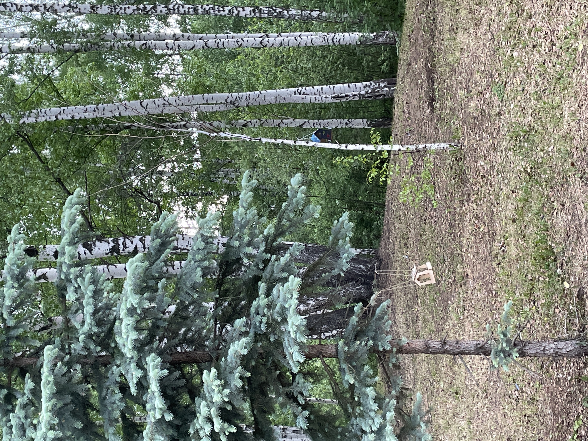 The image shows a wooded area, possibly a park or forest, in Perm, Russia. In the background, several birch trees with distinctive white bark and black markings are visible. Green foliage fills the upper portion of the frame, suggesting a dense canopy. In the foreground, a blue spruce tree with blue-green needles is prominent. To the right of the spruce, a small wooden birdhouse is suspended from a thin wire or string attached to a tree. The ground is covered in dried leaves and grass. A black and blue object is hanging from a birch branch.
