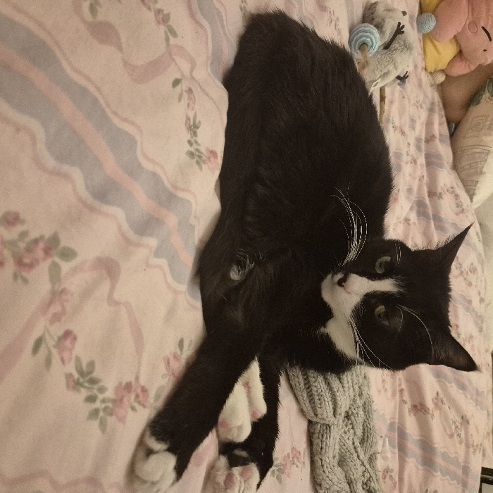 A tuxedo cat lounges on a pink floral bedspread. Its black body stretches diagonally across the frame, and its white paws are visible at the bottom left corner. The cat's face, featuring a white mustache and green eyes, gazes upwards. A grey knit scarf lies partially beneath the cat. Stuffed toys are clustered in the upper right corner of the picture. The bedspread is decorated with pale pink stripes and small flower patterns.