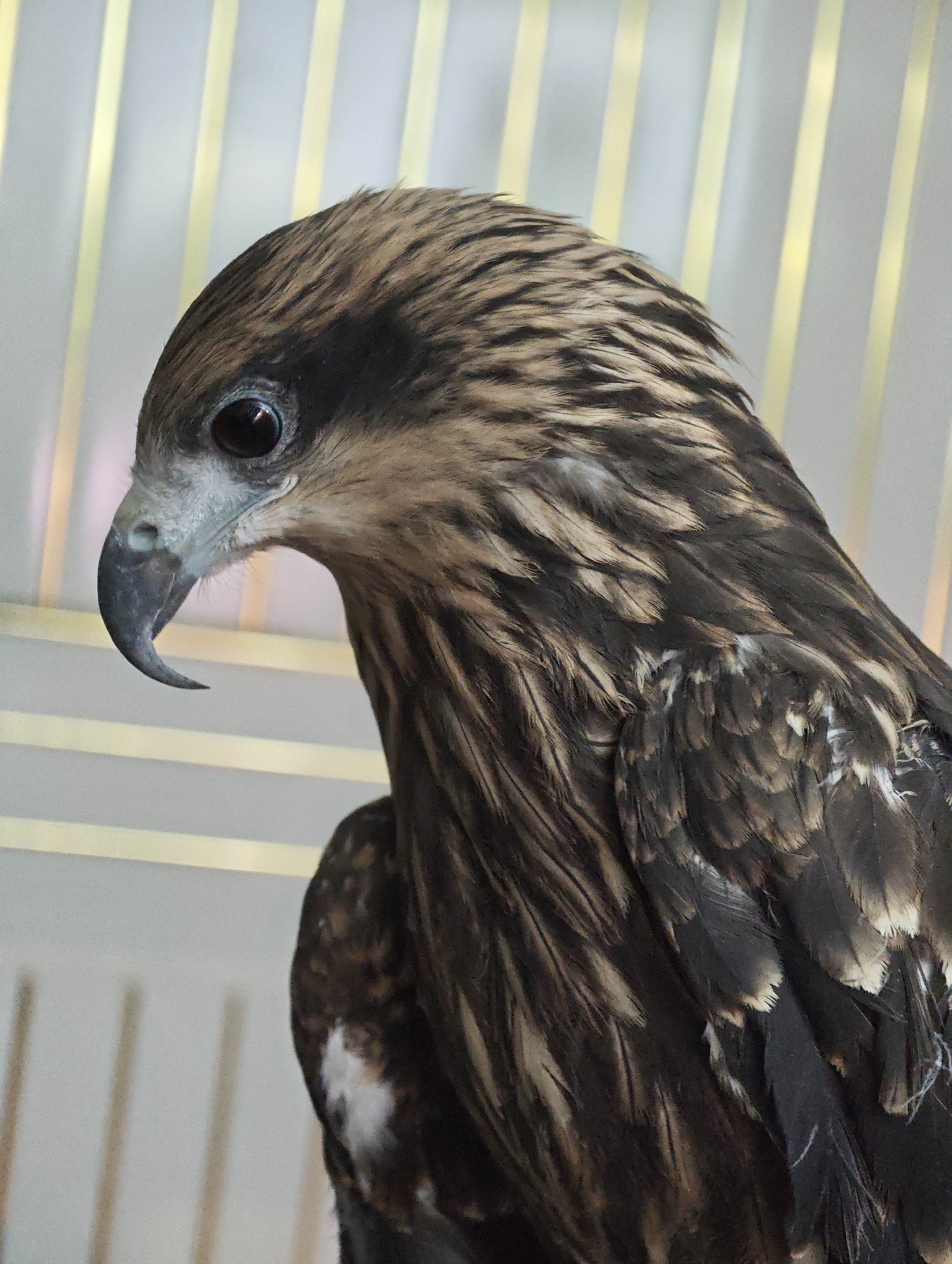 A close-up, profile shot shows the head and upper body of a raptor, likely a hawk or eagle, perched indoors. The bird has dark brown and tan feathers, a sharp, hooked beak, and a dark eye. The background is out of focus but appears to be a cage with vertical bars and horizontal accents. The lighting is even, and the image quality is high.