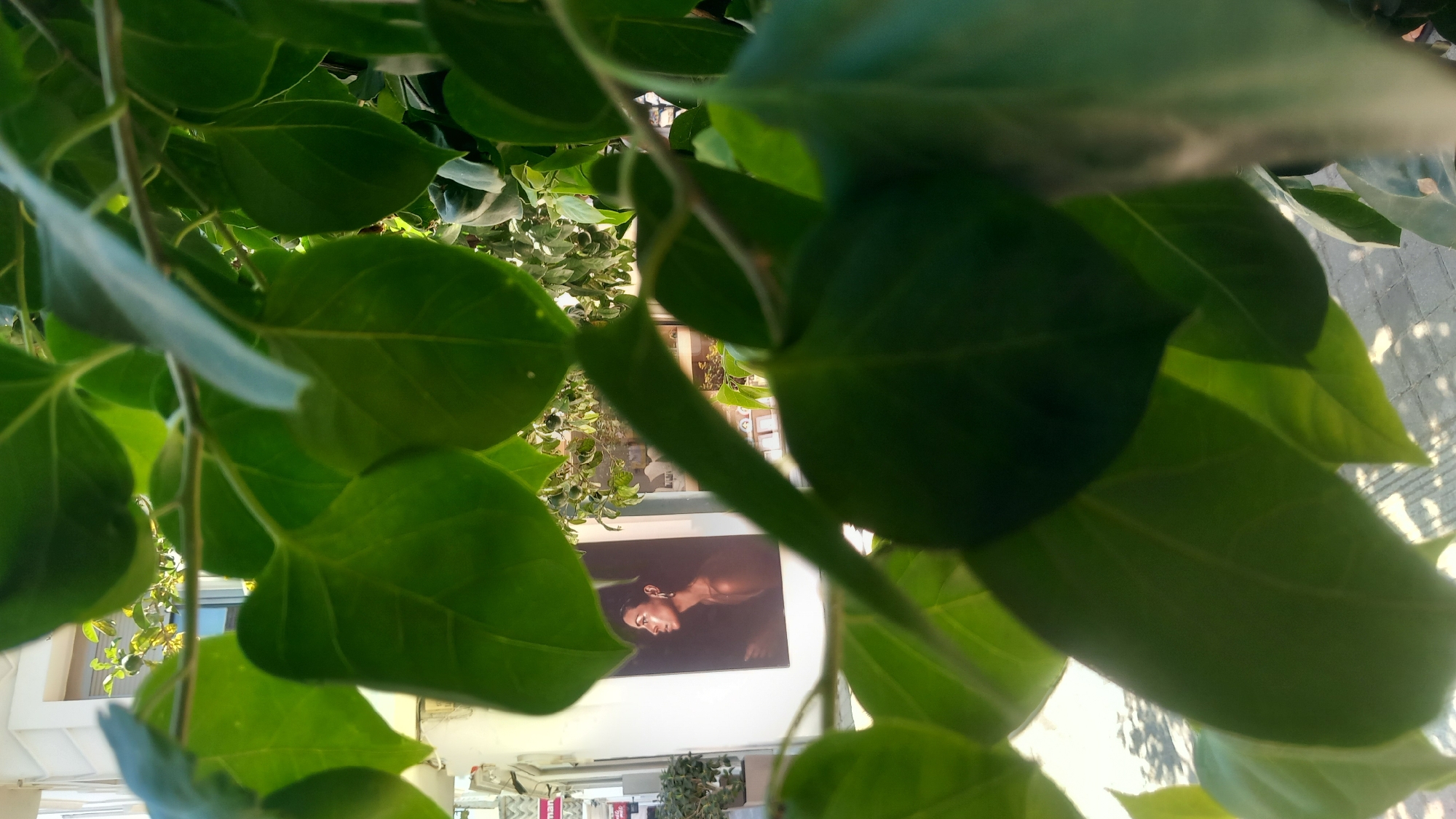 A portrait of a woman is displayed on the side of a building, framed by lush green foliage. The woman is depicted in profile, gazing to the left, with her hair styled back and adorned with earrings. Her bare shoulders are visible, and the lighting highlights her facial features and skin. The background behind the portrait is dark, with subtle hints of light. The building appears to be part of a commercial establishment, with a window or display visible to the right of the portrait, showcasing various items. The area outside the building features a paved walkway with shadows cast by the surrounding greenery. The overall scene is captured from a close-up perspective, with the leaves of a plant dominating the foreground, creating a naturalistic frame for the urban element. The location is identified as Kos, Greece.