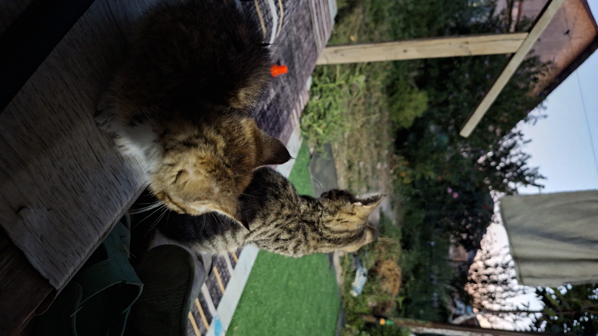 Two domestic cats are sitting on a wooden surface, possibly a porch or deck, in an outdoor setting. The cat in the foreground is facing away from the camera, showing its back and head. It has tabby markings and a white chest. The second cat, further back and to the right, is also facing away, with its head turned slightly to the left. It also has tabby markings. In the background, there is lush green foliage, a house with a slanted roof, and a clear sky. A light-colored cloth hangs from a line in the upper right portion of the image. The overall lighting suggests it is either early morning or late evening. The image does not contain any information that allows for the identification of the location as Zhanadaur, Kazakhstan.
