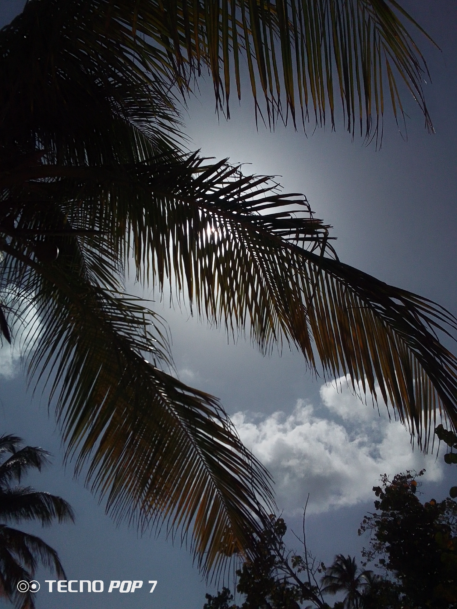 The image captures a low-angle view of palm trees silhouetted against a cloudy sky. The sun is partially obscured by the leaves, creating a bright spot. The trees appear to be tropical and may be indicative of the climate in Pedro González, Venezuela. The sky contains puffy clouds, suggesting a partly cloudy day. There are other trees visible on the bottom right of the photo, and there is the watermark "TECNO POP 7" at the bottom.