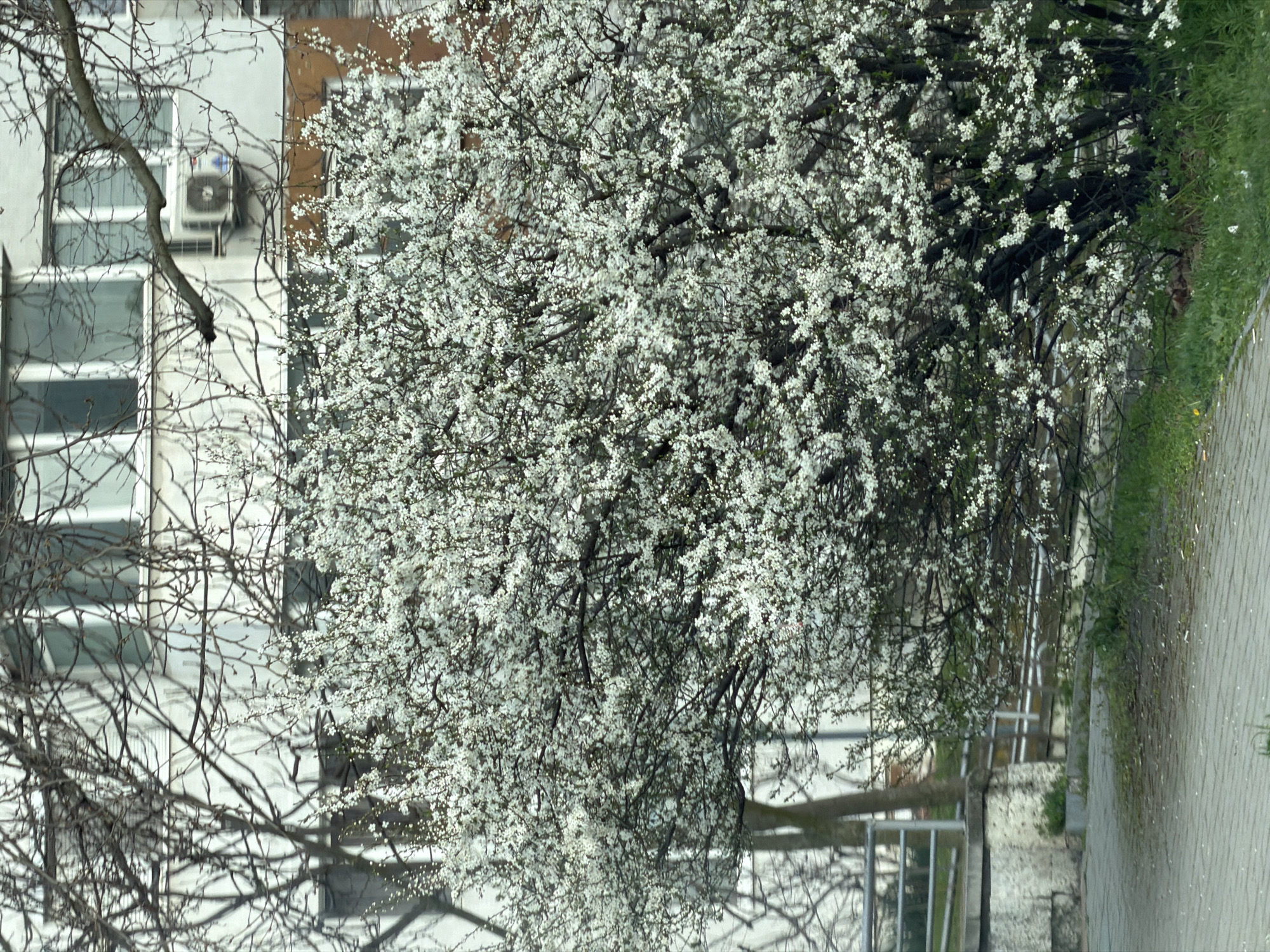 The image shows a blossoming tree with white flowers in front of a building in Varna, Bulgaria. The tree is in full bloom and its branches obscure a significant portion of the building behind it, which appears to be multi-storied with visible windows. A small air conditioning unit is attached to the building's facade. In the foreground, bare branches from another tree are visible. A sidewalk with some grass and a railing runs along the right side of the image.