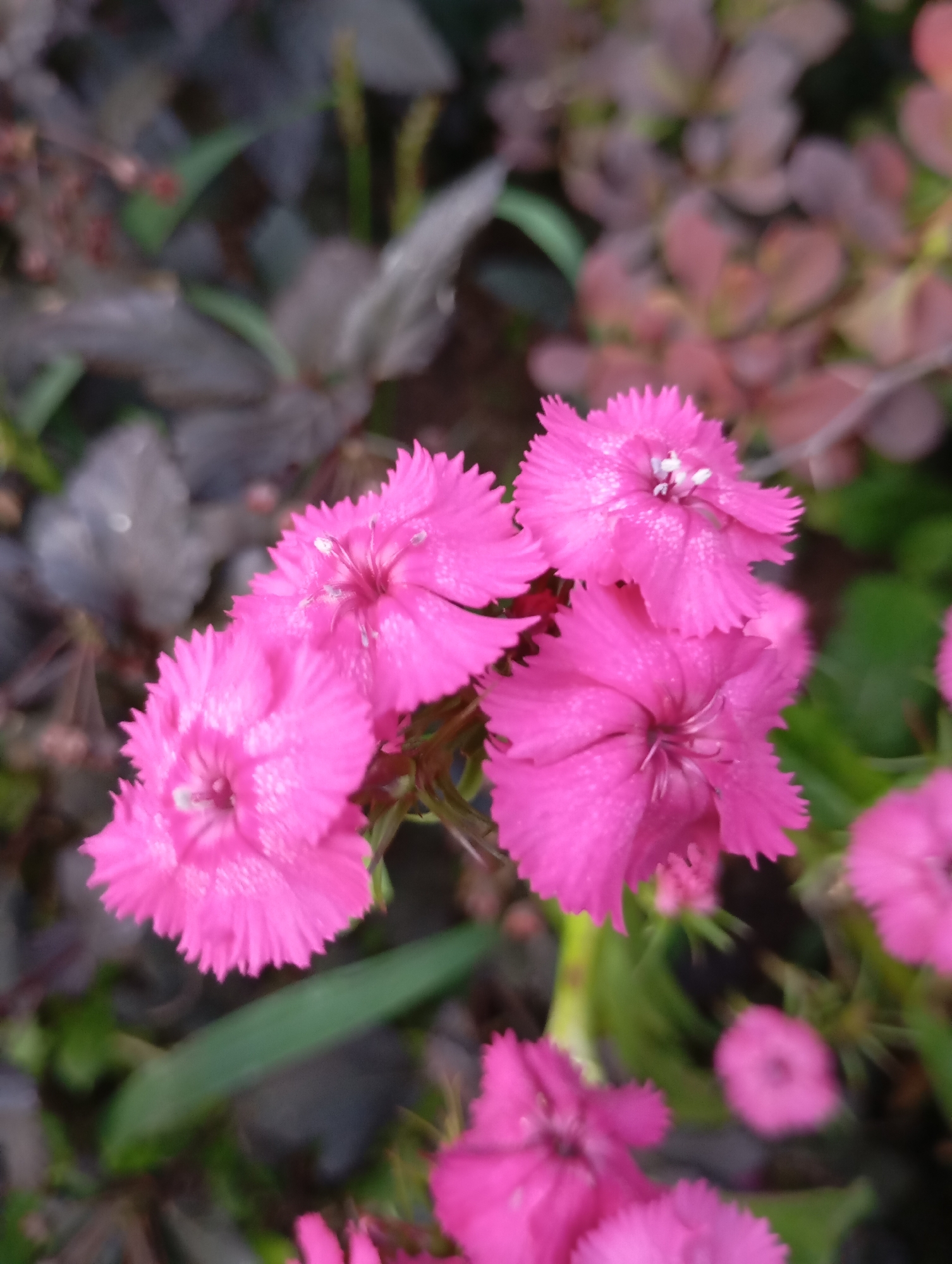 A close-up, eye-level shot shows several bright pink dianthus flowers in focus against a blurred background of dark foliage and greenery. The flowers have frilled petals and prominent white stamen in their centers. The lighting is soft, highlighting dew drops on the petals. The scene appears to be a garden or natural setting in a location that can be specified as Фоки, Russia.