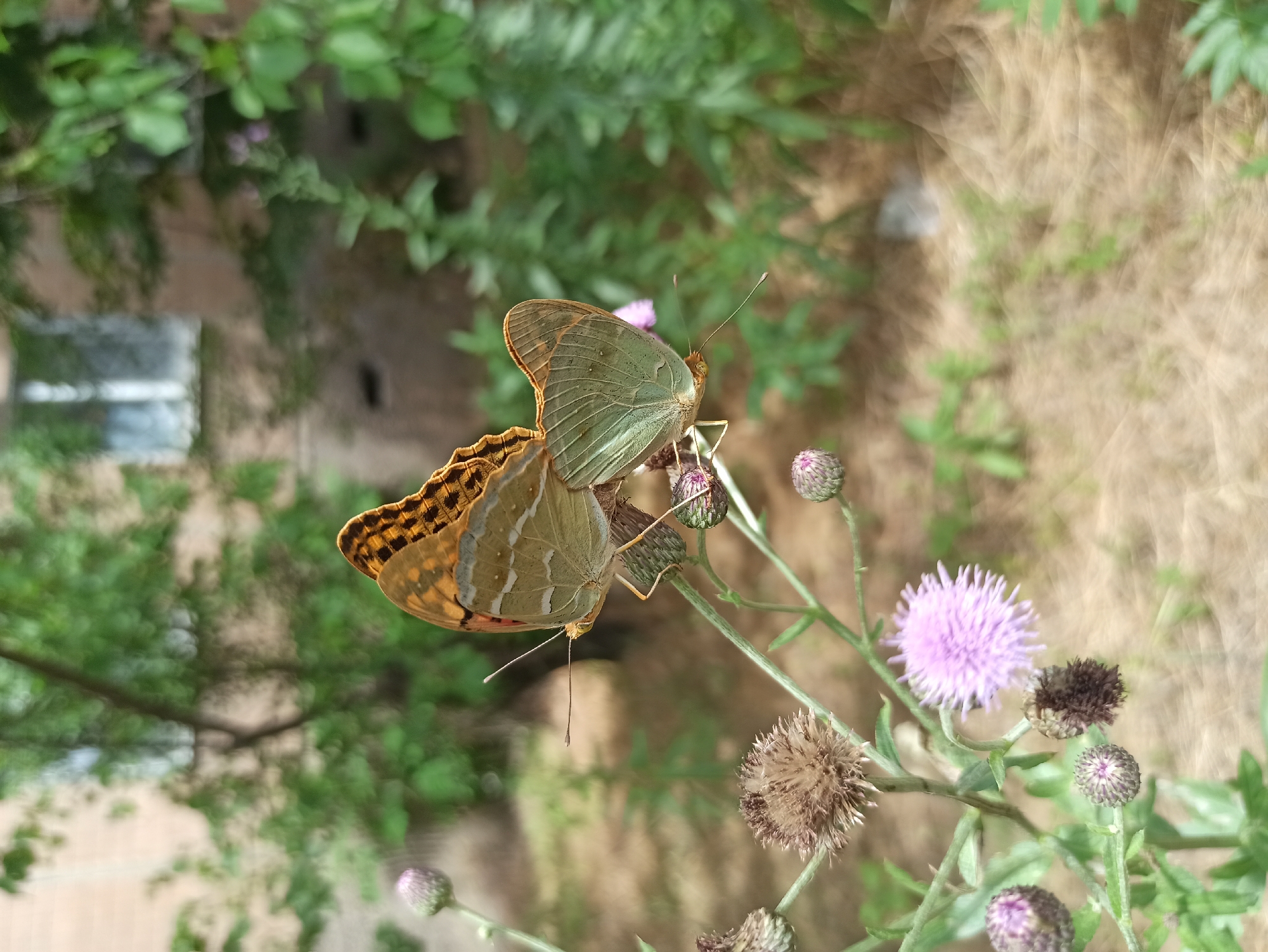 Two butterflies, one atop the other, are perched on a thistle plant with purple and brown flower heads. The top butterfly's wings are a mottled orange and brown with black markings, while the bottom butterfly's wings are a muted green with subtle patterns. The butterflies' antennae are visible, and their bodies are delicate. The thistle plant is in the foreground, with its spiky flower buds and feathery seed heads. In the background, a building with windows is partially obscured by lush green foliage. The ground is covered in dry, straw-like material. The image is taken from a low angle, looking up at the butterflies.