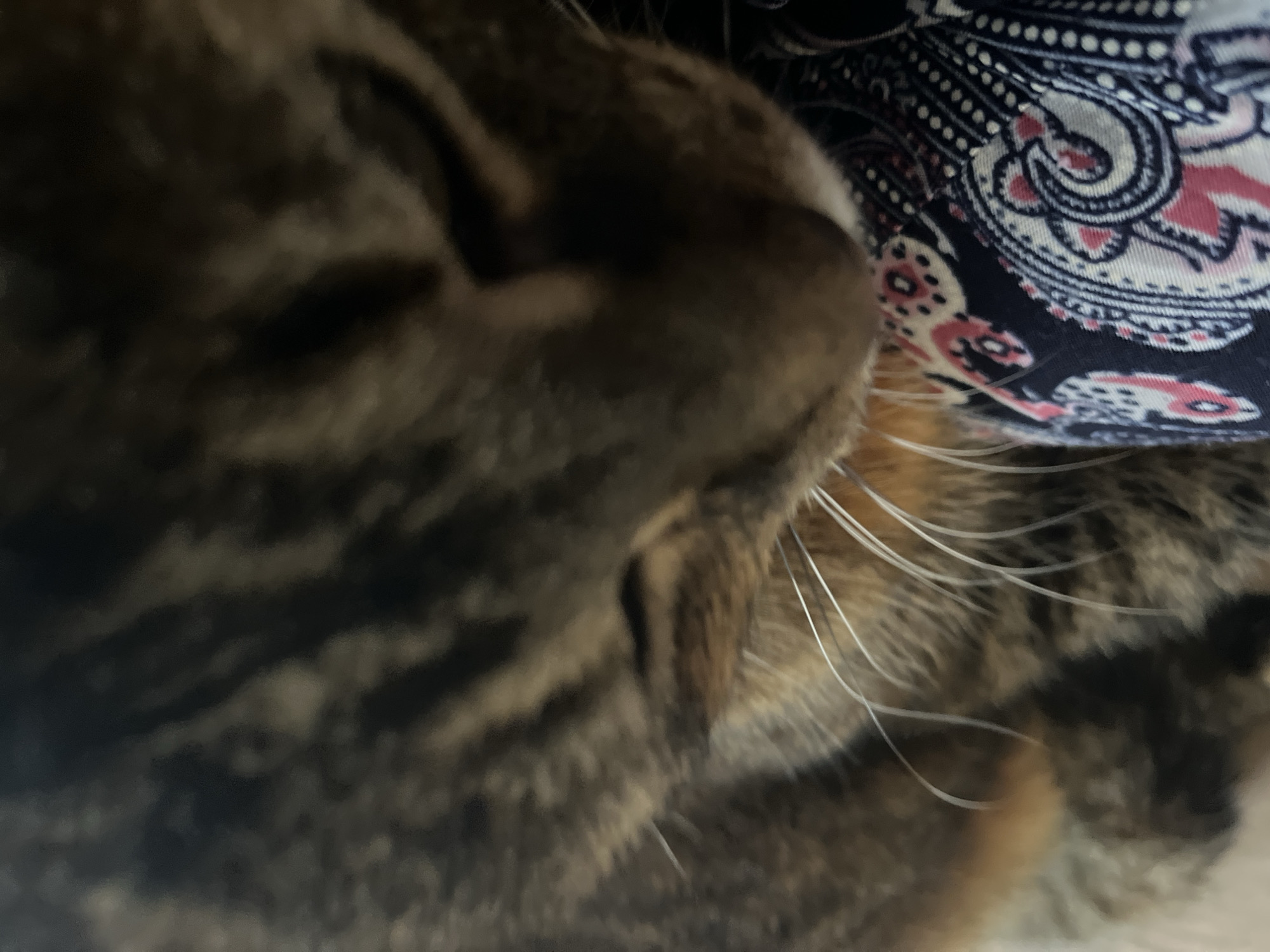 The image is a close-up, out-of-focus shot of a tabby cat's face and whiskers, resting on patterned fabric. The cat's fur has stripes of brown, black, and tan. Its eyes are closed, and its head is tilted downwards. The fabric it is resting on is dark blue with a repeating pattern of paisley-like designs in white and pink. The background is dark and indistinct. There is no visible indication of location, including Vladimirovka, Russia.