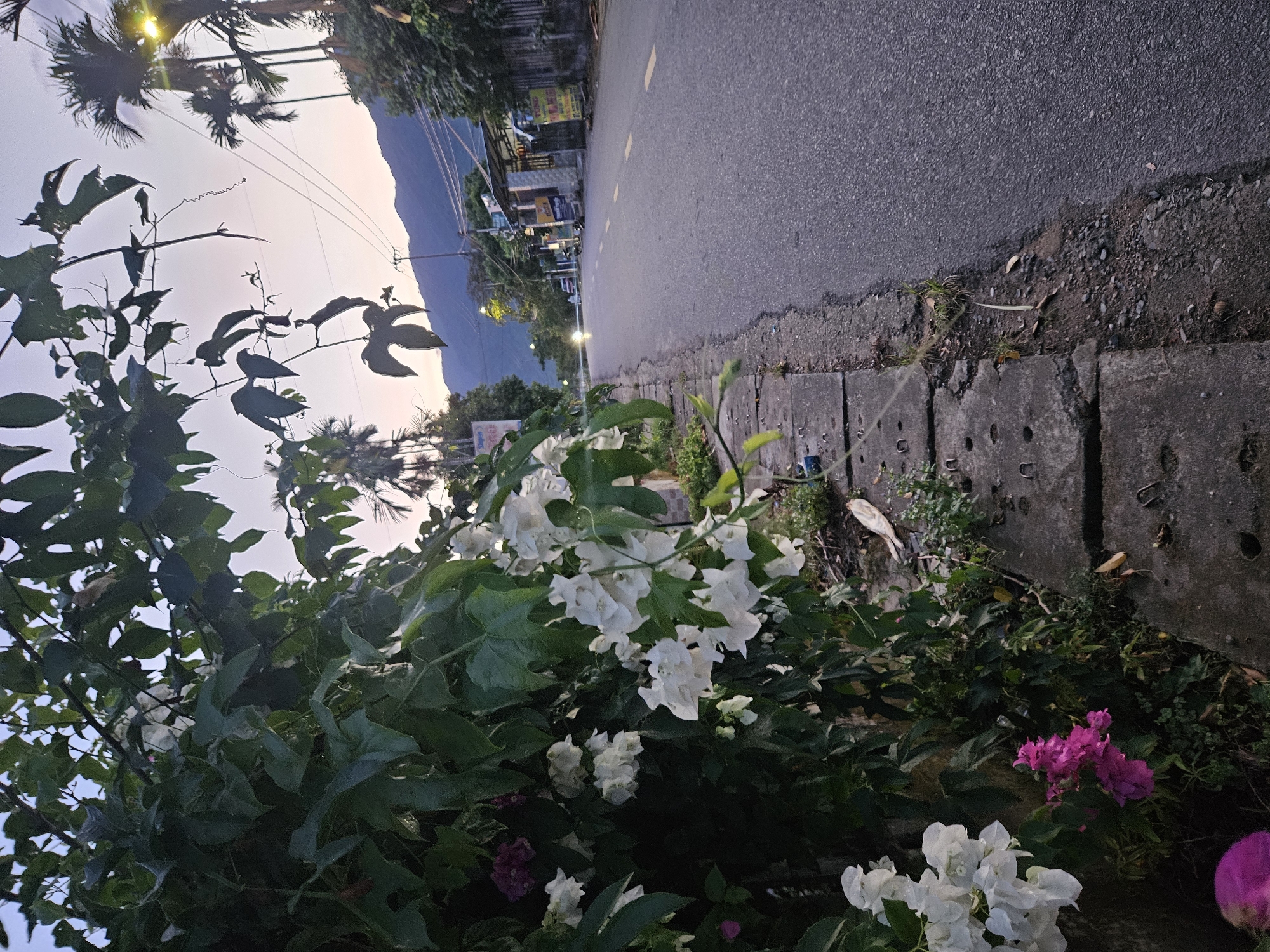 The image depicts a roadside scene in Đà Nẵng, Vietnam, likely during the early morning or late evening given the soft light. On the left, lush green foliage and vibrant pink and white bougainvillea flowers cascade down, partially obscuring a stone wall. The road itself, paved with asphalt and marked with yellow dashed lines, stretches into the distance. To the right of the road, houses and shops are visible, some with signage in Vietnamese. Palm trees and other tropical vegetation are scattered throughout the landscape. In the background, rolling hills or mountains form a natural backdrop against a pale, dusky sky. The overall impression is one of a tranquil, semi-urban environment.