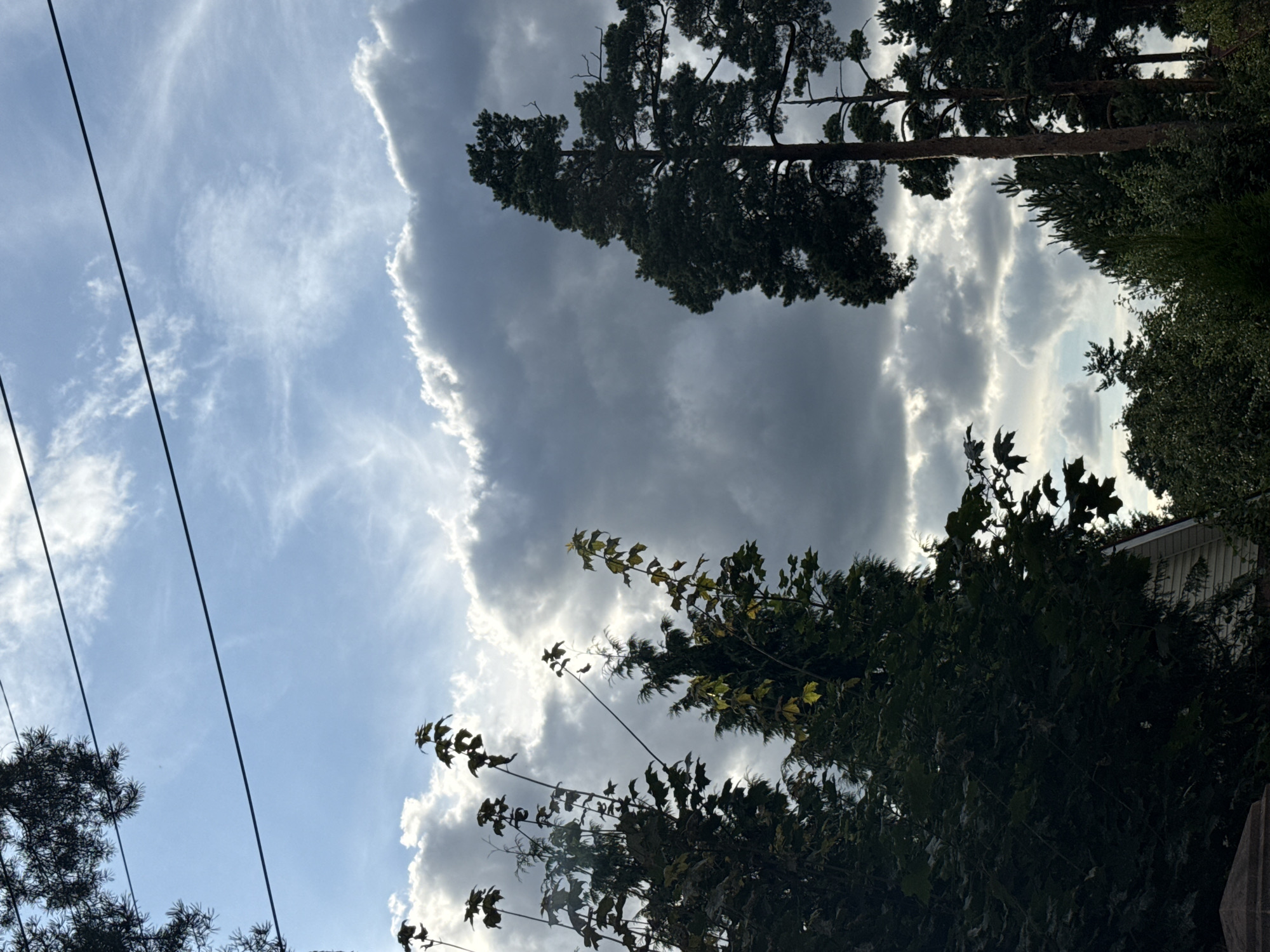 The image depicts a view of the sky with clouds and trees, seen from a lower vantage point. Overhead power lines stretch across the upper portion of the frame, silhouetted against a blue sky with scattered wispy clouds and larger, darker storm clouds.
In the foreground, the dark green foliage of trees fills the lower left and center of the image. These trees have distinct leaf shapes, with some branches reaching upwards towards the sky. To the right, a tall, dark green coniferous tree, likely a pine, dominates the middle ground, its dense needles silhouetted against the stormy sky. Several other trees, appearing to be a mix of deciduous and coniferous, are visible behind it, forming a dense treeline that extends towards the horizon. The hint of a building with a pale siding and a slanted roof is visible in the lower left portion of the image, partially obscured by the trees.
The lighting suggests it may be late afternoon or early evening, with sunlight breaking through the clouds in some areas, illuminating the edges of the cloud formations and casting highlights on the leaves of the deciduous trees. The overall mood of the image is somewhat dramatic due to the contrast between the bright sky and the dark, heavy clouds, combined with the silhouetted trees.
The scene is consistent with a residential or semi-rural area in Vsevolozhsk, Russia, given the presence of overhead power lines, a mix of deciduous and coniferous trees, and the architectural style of the visible building. The natural landscape of Vsevolozhsk, which is characterized by forests and scattered settlements, aligns with the visual elements in the photograph.