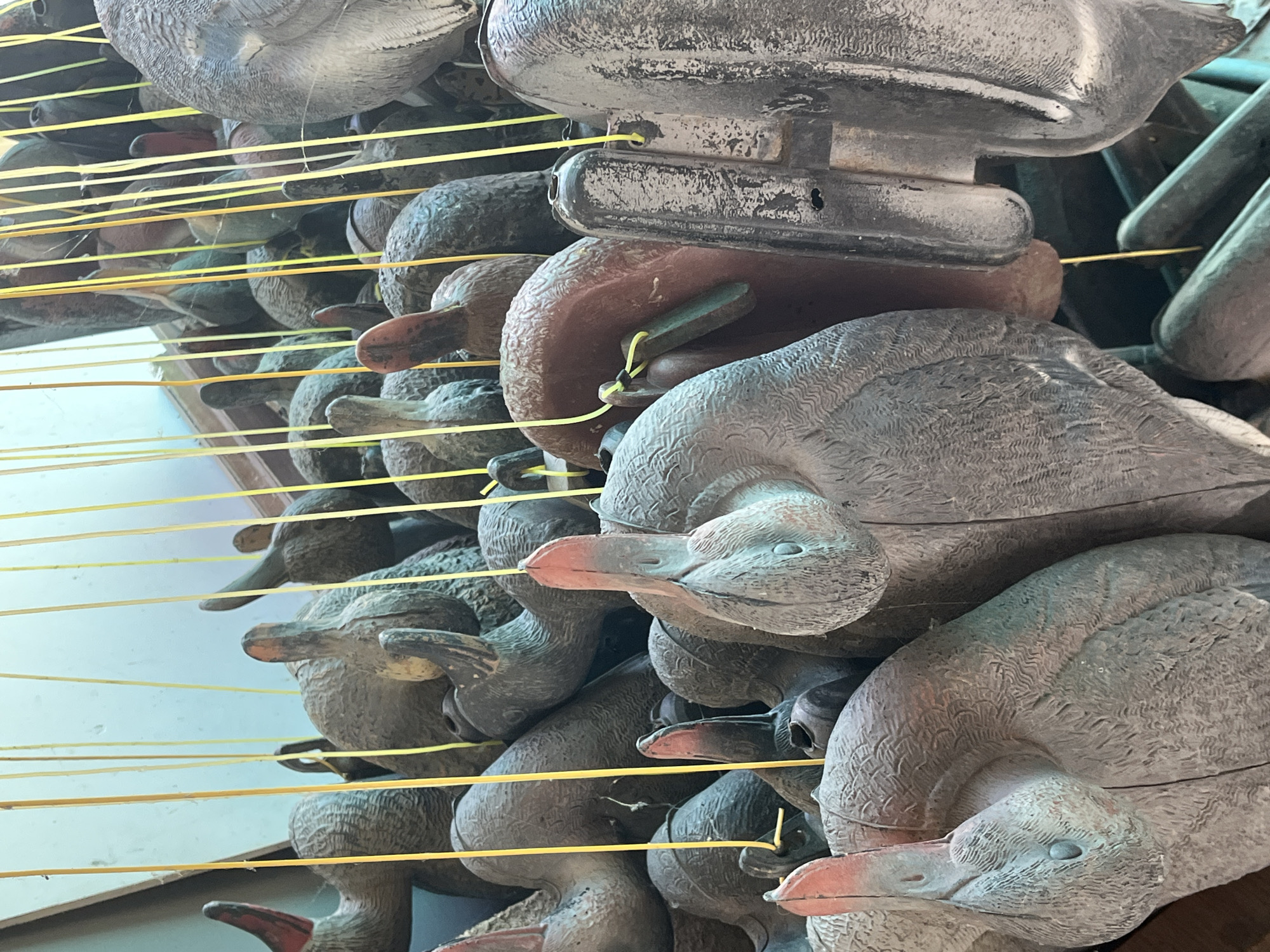 In Krasnyye Barrikady, Russia, a collection of duck decoys are displayed, suspended by yellow strings. The decoys, made of a weathered material, are predominantly gray with hints of red and brown. They vary in size and pose, with some heads tilted and others facing forward. The background appears to be an indoor setting with a light blue wall and a wooden frame visible. The overall impression is one of a storage or display area for hunting or decorative items.