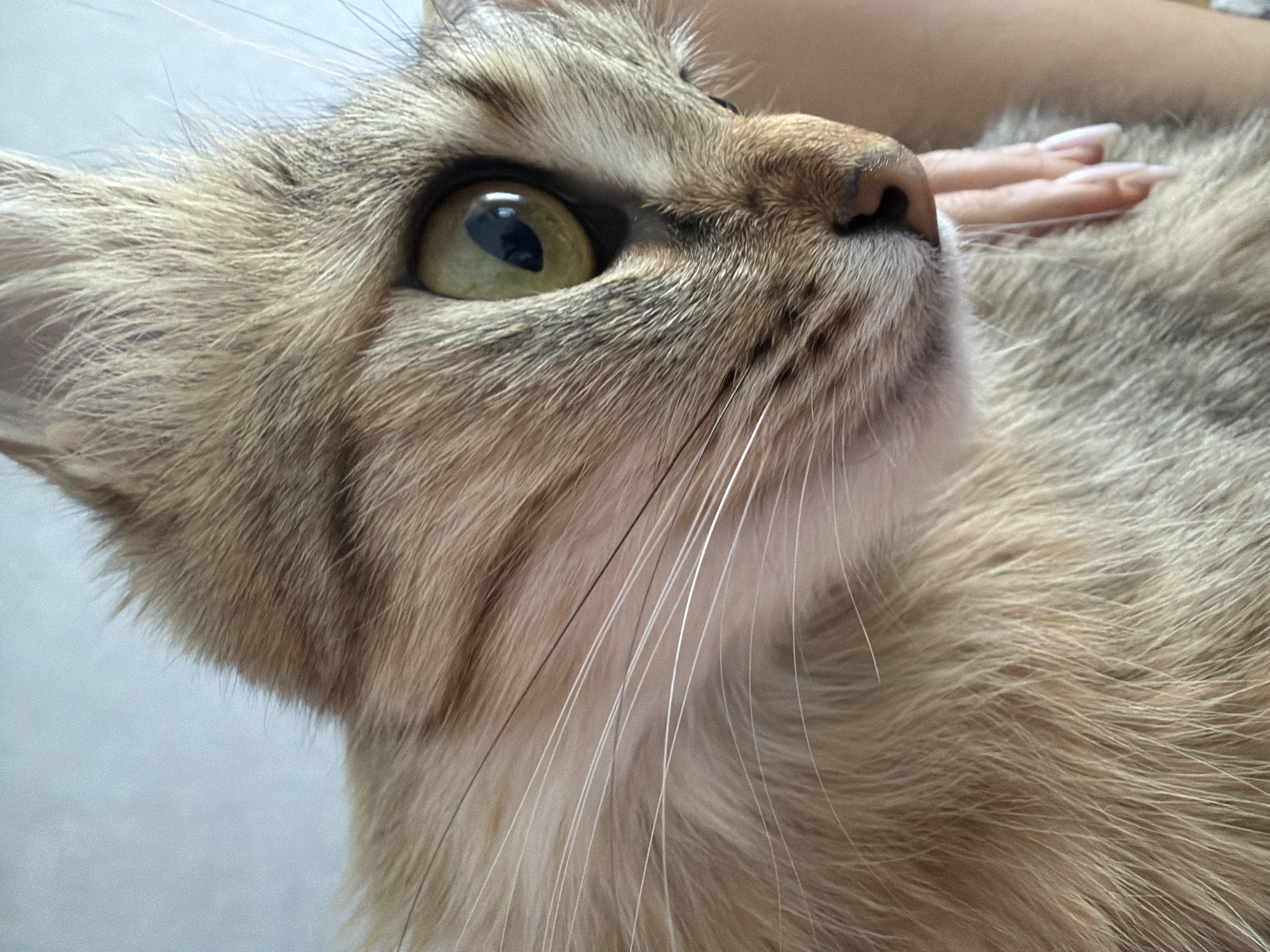 This is a close-up, profile shot of a cat, likely taken indoors. The cat has tabby markings, with fur ranging in color from light brown to dark gray. Its large, green-yellow eye is visible, reflecting light. The cat's whiskers are long and white. In the background, a light blue wall is visible. Part of a person's hand with light-colored fingernails is gently touching the cat's fur on the right side of the frame. The image does not contain information about the city of Chaikovsky, Russia.