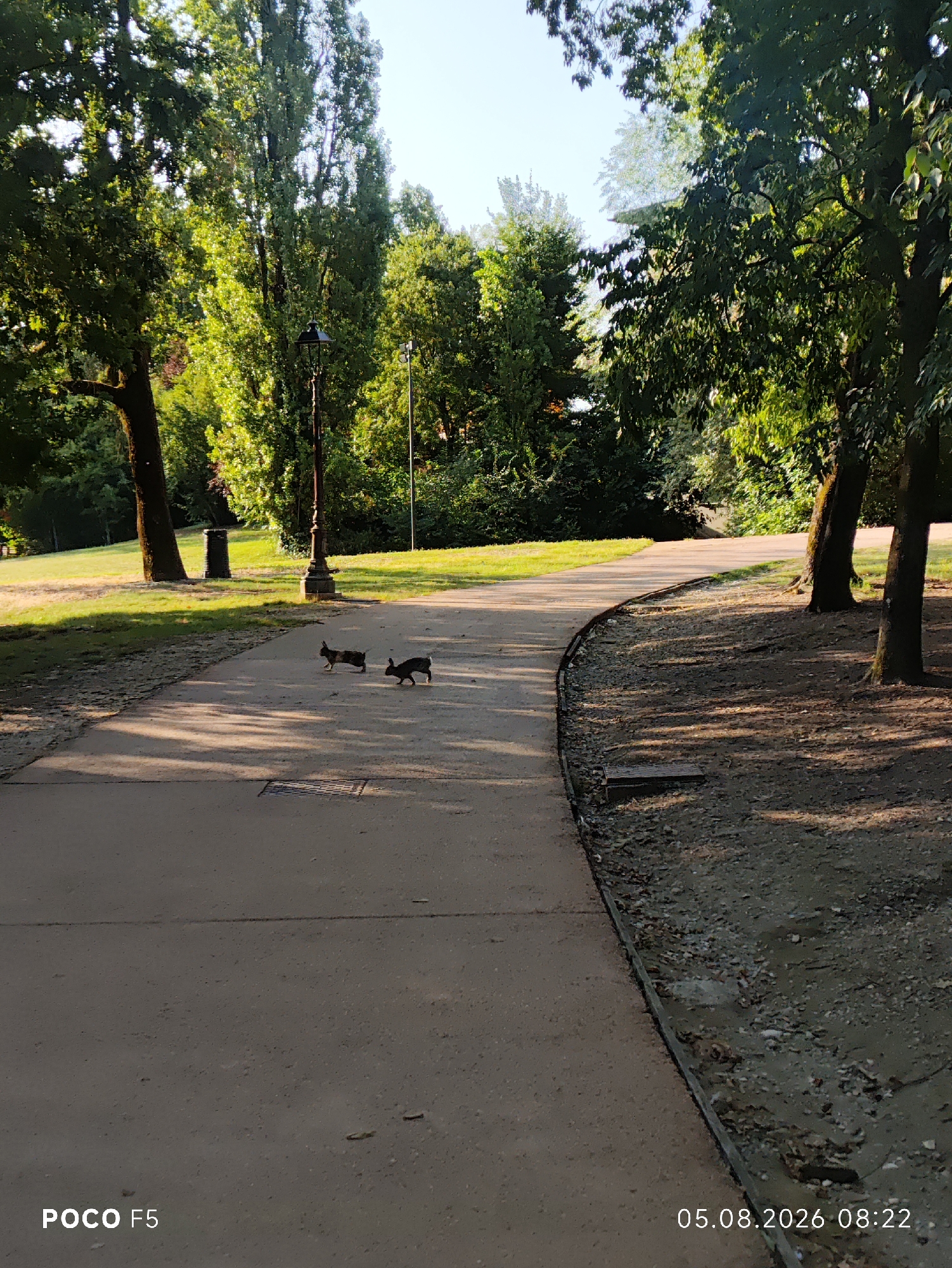 Two rabbits are visible on a paved path in a park. The path curves to the right, bordered by grass on the left and trees and a patch of gravelly ground on the right. In the background, there are numerous tall trees with green foliage, and a lamppost is present on the left side of the path. The scene appears to be in a public park, possibly in the city of Collecchio, Italy, given the timestamp "05.08.2026 08:22". The lighting suggests it is daytime, with sunlight casting shadows from the trees onto the path. The "POCO F5" watermark indicates the image was taken with a mobile device.
