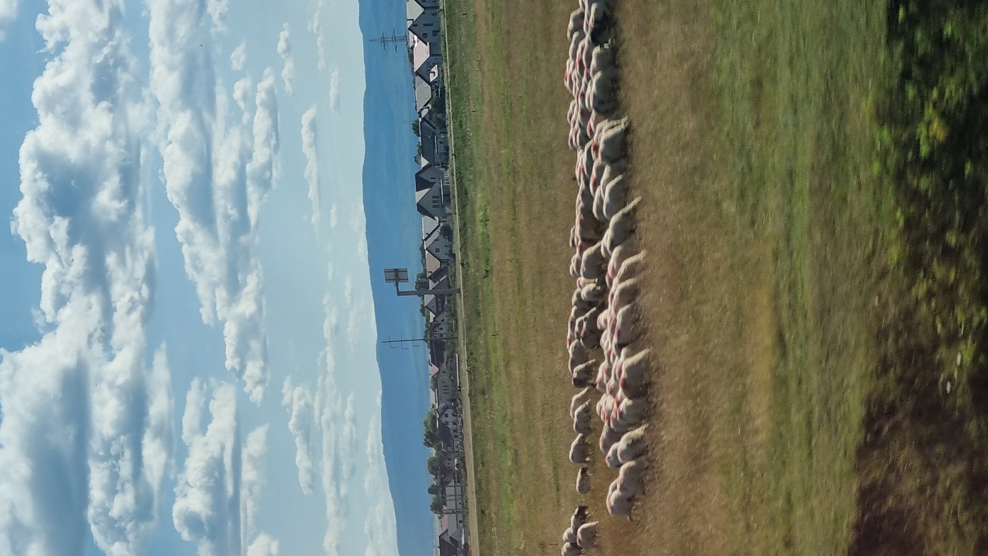 This image depicts a flock of sheep grazing in a grassy field. In the background, a village with houses and a road can be seen. The sky is partly cloudy. This scene appears to be located in Rădăuți, Romania.