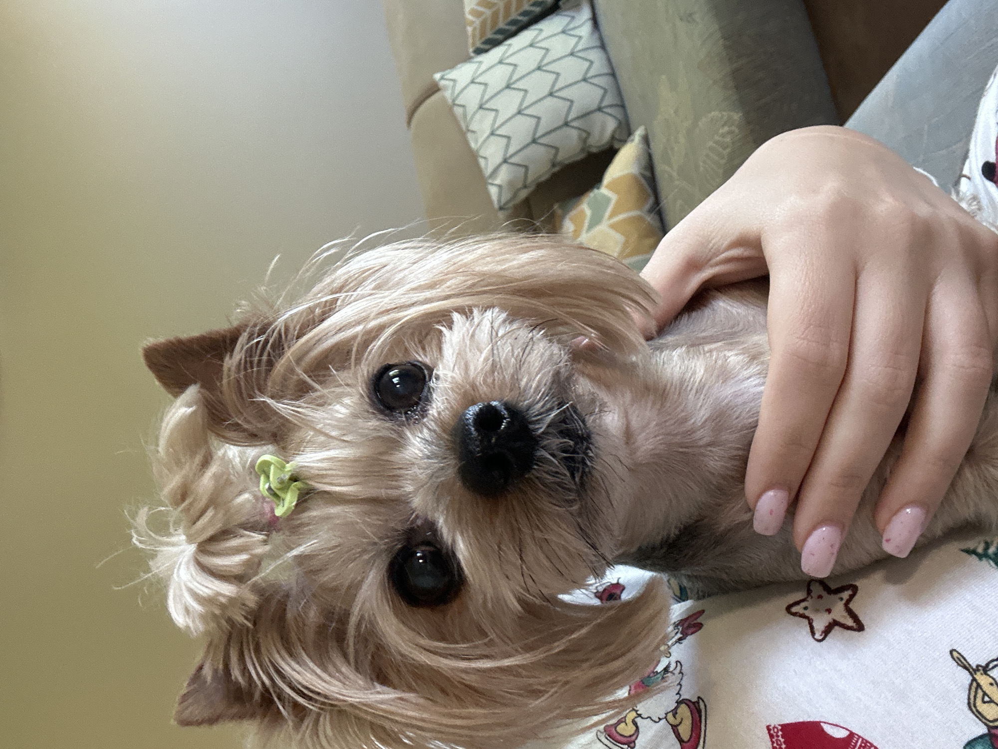 A close-up, slightly angled shot shows a tan Yorkshire Terrier with a small green flower clip in its fur, being held by a hand with pale pink nails. The background features a beige sofa with patterned pillows. The subject is centered and sharply focused, with the background being soft. The location is not known but it's not in Lehchevo.