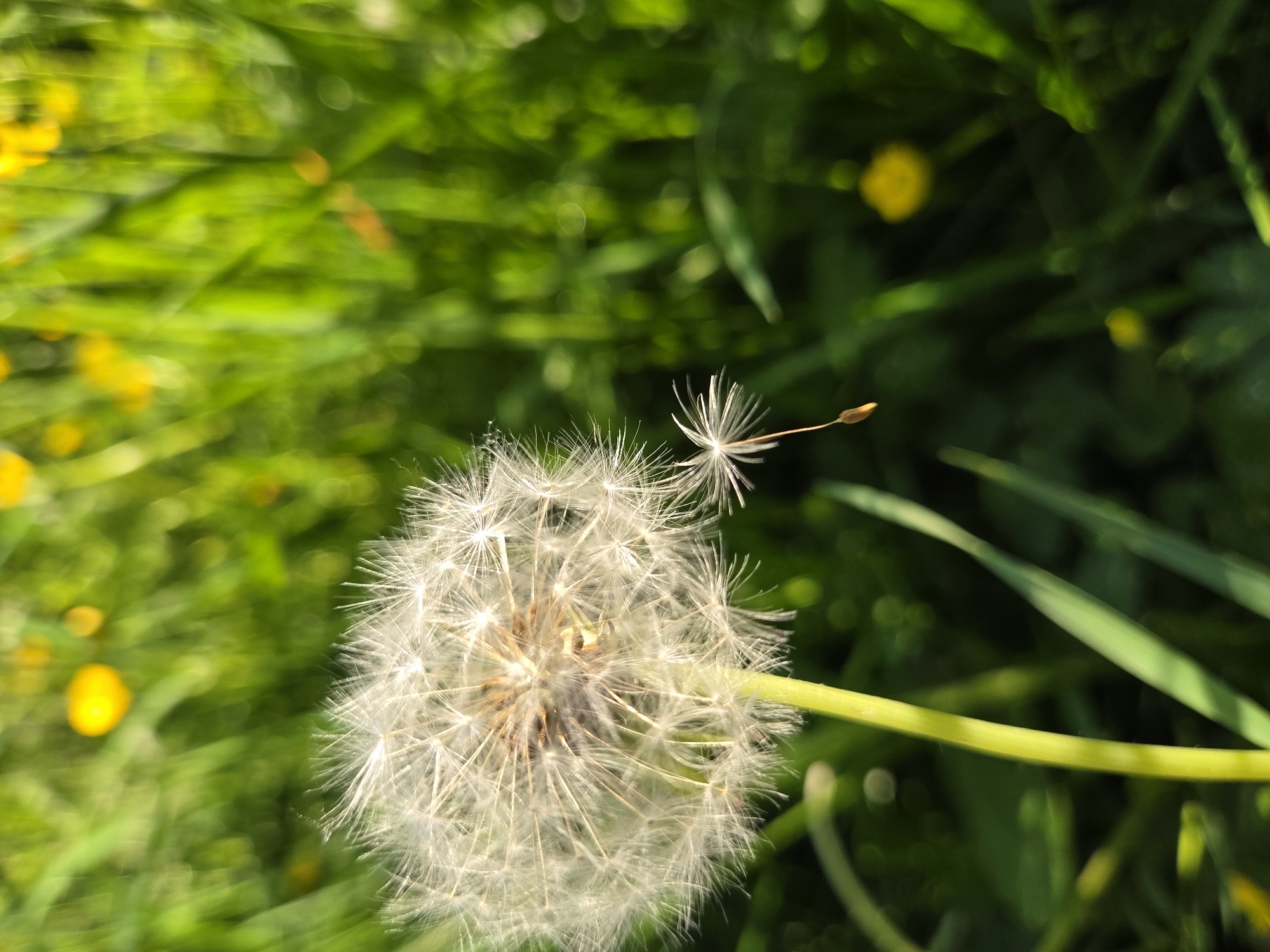 A dandelion seed head, its white filaments fanned out, is shown in close-up with a single seed detached and falling. The background is a blur of green grass and yellow wildflowers, suggesting an outdoor setting in a park or meadow. The lighting indicates it is daytime, with sunlight illuminating the dandelion's delicate structure. The overall impression is one of nature's ephemeral beauty.
