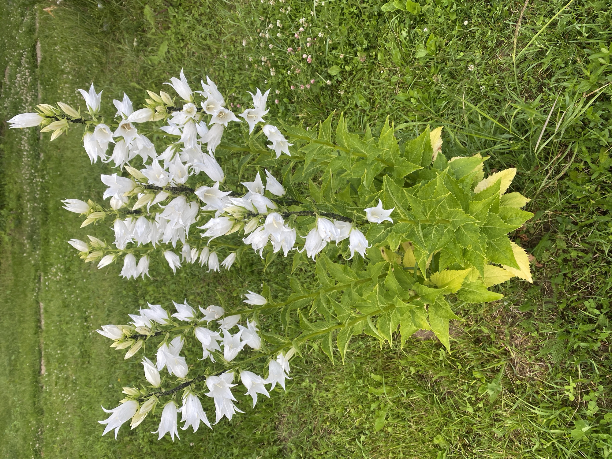 This is a vertical, high-angle, eye-level shot of a plant with white bell-shaped flowers and green leaves, growing in a grassy outdoor setting. The plant itself is the primary subject, with multiple stems branching out and adorned with clusters of delicate white flowers. The flowers have five pointed petals that flare out from a bell-shaped base. Some of the flowers are fully open, while others are still in bud. The leaves are a vibrant green, serrated along the edges, and appear to be arranged alternately along the stems. The plant is positioned in the center of the frame, with its leaves and flowers extending to the right and left.
The background consists of lush green grass, with some patches of lighter green and occasional small white or pink flowers interspersed. The grass appears somewhat uneven and naturalistic, suggesting a wild or unmanicured area. The lighting is bright and even, indicating it is likely daytime, possibly with overcast skies or in dappled sunlight, as there are no harsh shadows.
The overall mood is natural and serene, showcasing the beauty of the plant in its environment. There are no visible people, text, or specific structures that would indicate a precise location beyond being outdoors in a grassy area. The image is likely taken in Lindo-Pustyn' (Kantaurovskii S/S), Russia, based on the provided location context. The image does not depict any specific activity or event.
