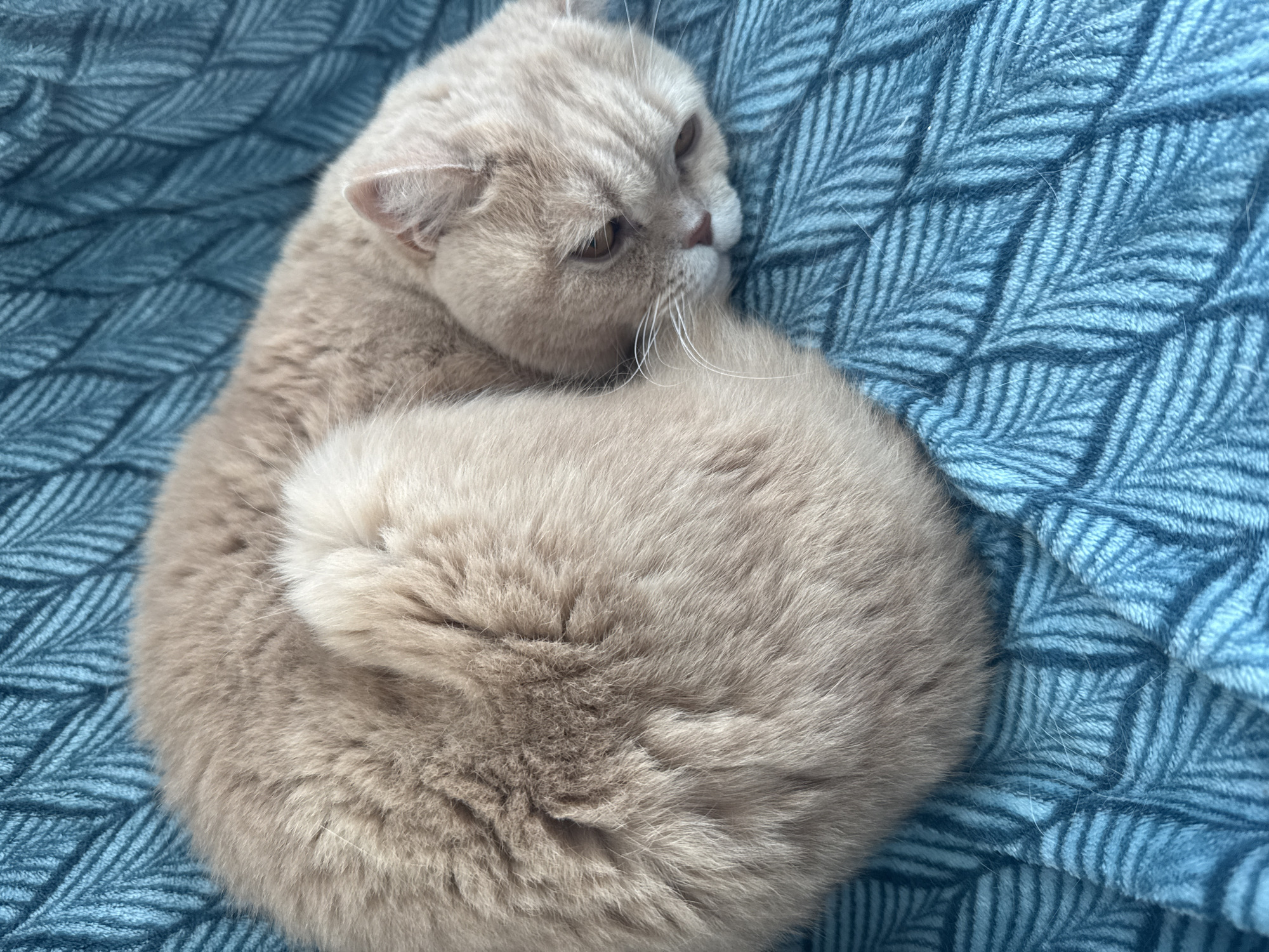 A beige cat is curled up on a blue blanket. The cat is lying down, facing right. The blanket has a patterned texture. The location is Unknown, Unknown.