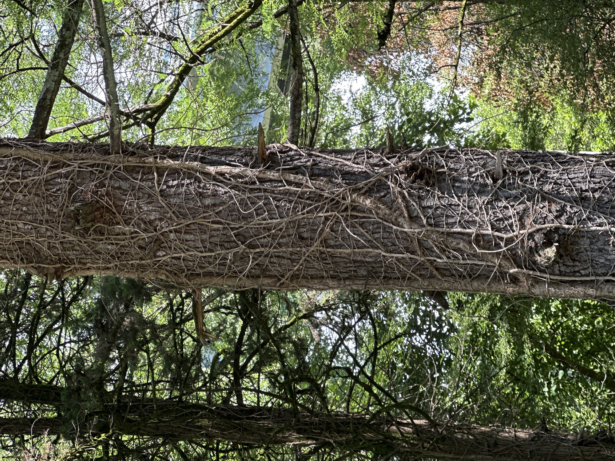 The image shows a close-up of a tree trunk heavily entwined with a network of vines. The tree itself appears to be large and old, with rough, textured bark. The vines are a lighter color than the bark, creating a stark contrast and emphasizing their intricate, almost web-like pattern as they spiral upwards. Behind the central tree, the background is filled with dense green foliage, suggesting a forest or heavily wooded area. Sunlight filters through the leaves, creating dappled light and shadows. The overall impression is one of nature's embrace, with the vines appearing to be an integral part of the tree's existence. The image does not contain any people or explicit indicators of location within Sochi, Russia; it is a general depiction of a natural scene.
