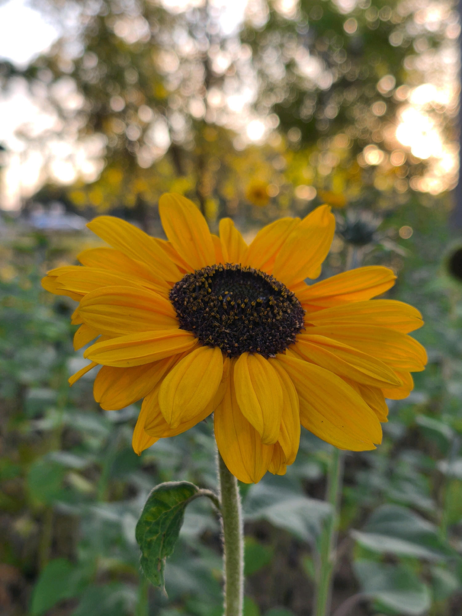 A close-up, eye-level shot showcases a single sunflower in full bloom, its vibrant yellow petals radiating outwards from a dark, textured center. The sunflower is positioned slightly off-center to the right, with its stem visible extending downwards. The background is softly blurred, creating a bokeh effect with hints of greenery and warm, diffused sunlight filtering through trees, suggesting an outdoor environment. The overall lighting indicates it may be late afternoon or early evening. The image does not contain any people or evidence of urban activity, and therefore does not provide specific details related to the city of Mahilyow, Belarus.
