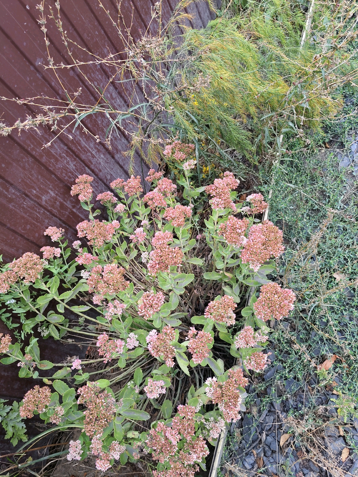 An outdoor, eye-level shot captures a garden scene adjacent to a dark brown wooden fence. In the foreground, a cluster of light pink stonecrop flowers, also known as sedum, is in full bloom. The flowers are arranged in dense, flattened clusters atop thick, succulent green stems and leaves. To the right of the stonecrop, a patch of dry, grayish-green ground cover with thin, wiry stems and small, sparse leaves occupies the ground. Behind the flowers, a dense, feathery plant with needle-like, yellow-green foliage is visible, with some dry, brown stalks interspersed. The wooden fence forms the left boundary of the image. The ground is covered with dark grey gravel and some dry leaves. The scene depicts a small section of a garden, possibly a flower bed or border, in an urban setting.
